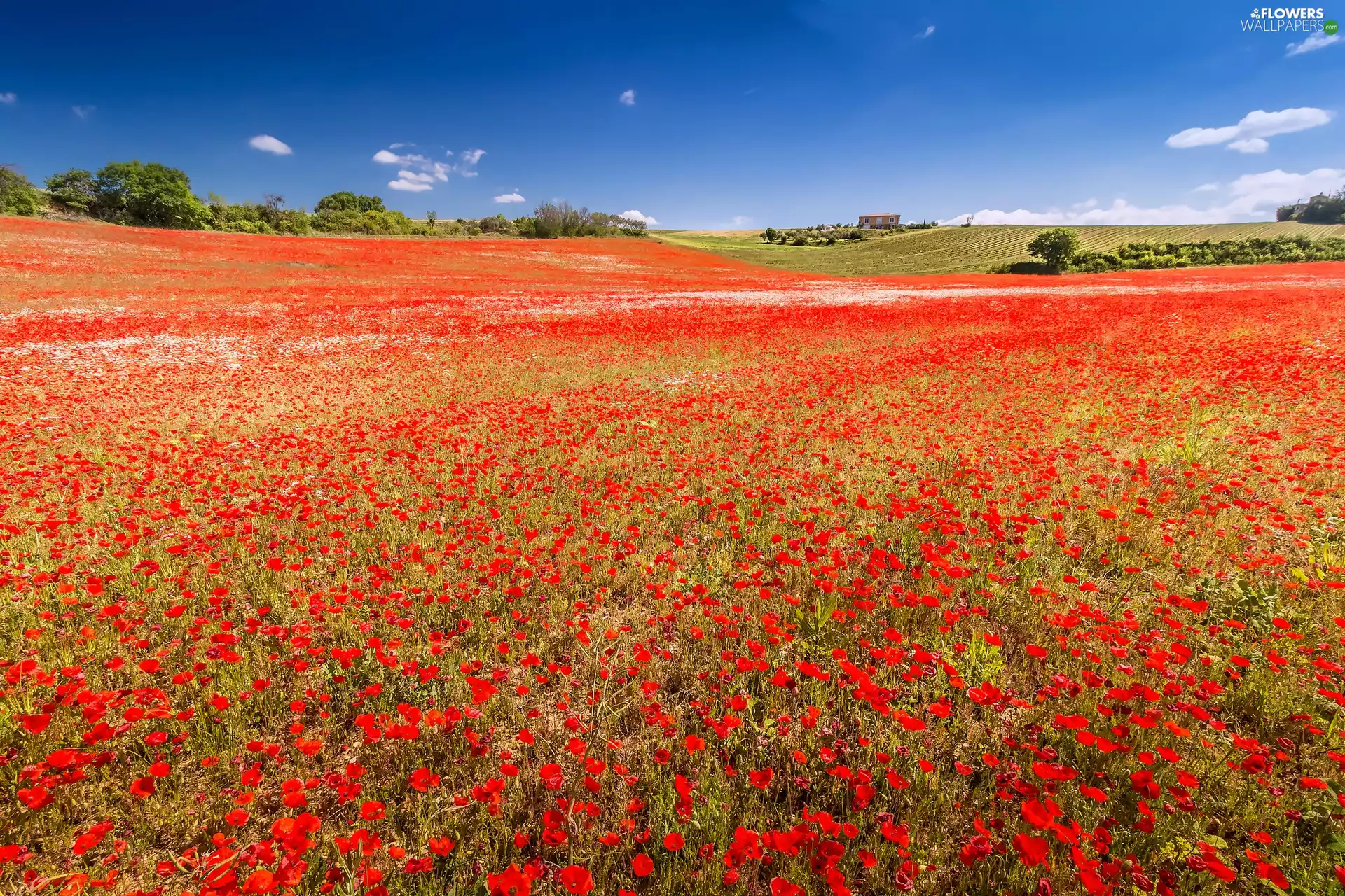 poppy, papavers, Valensole, Field, France
