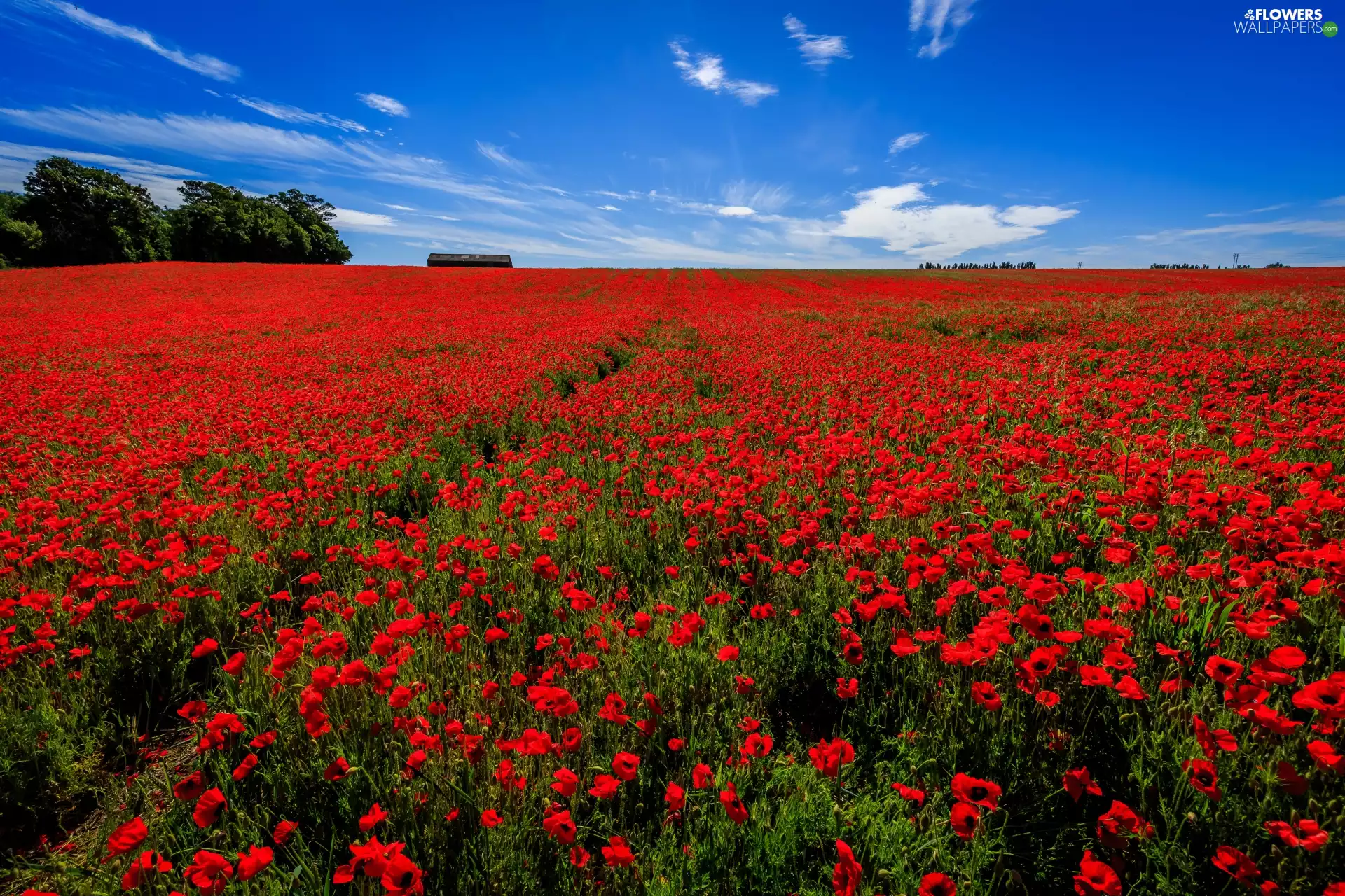 Houses, Flowers, viewes, papavers, Field, trees, Sky