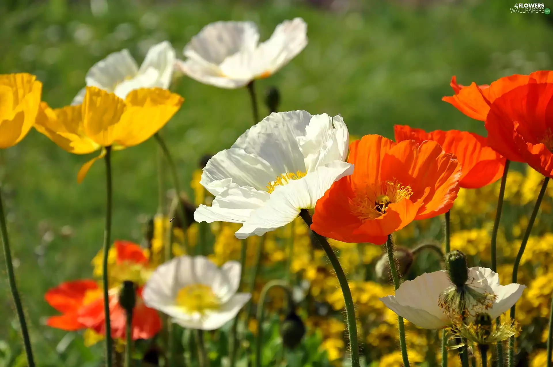 Red, papavers, White, Yellow, Flowers