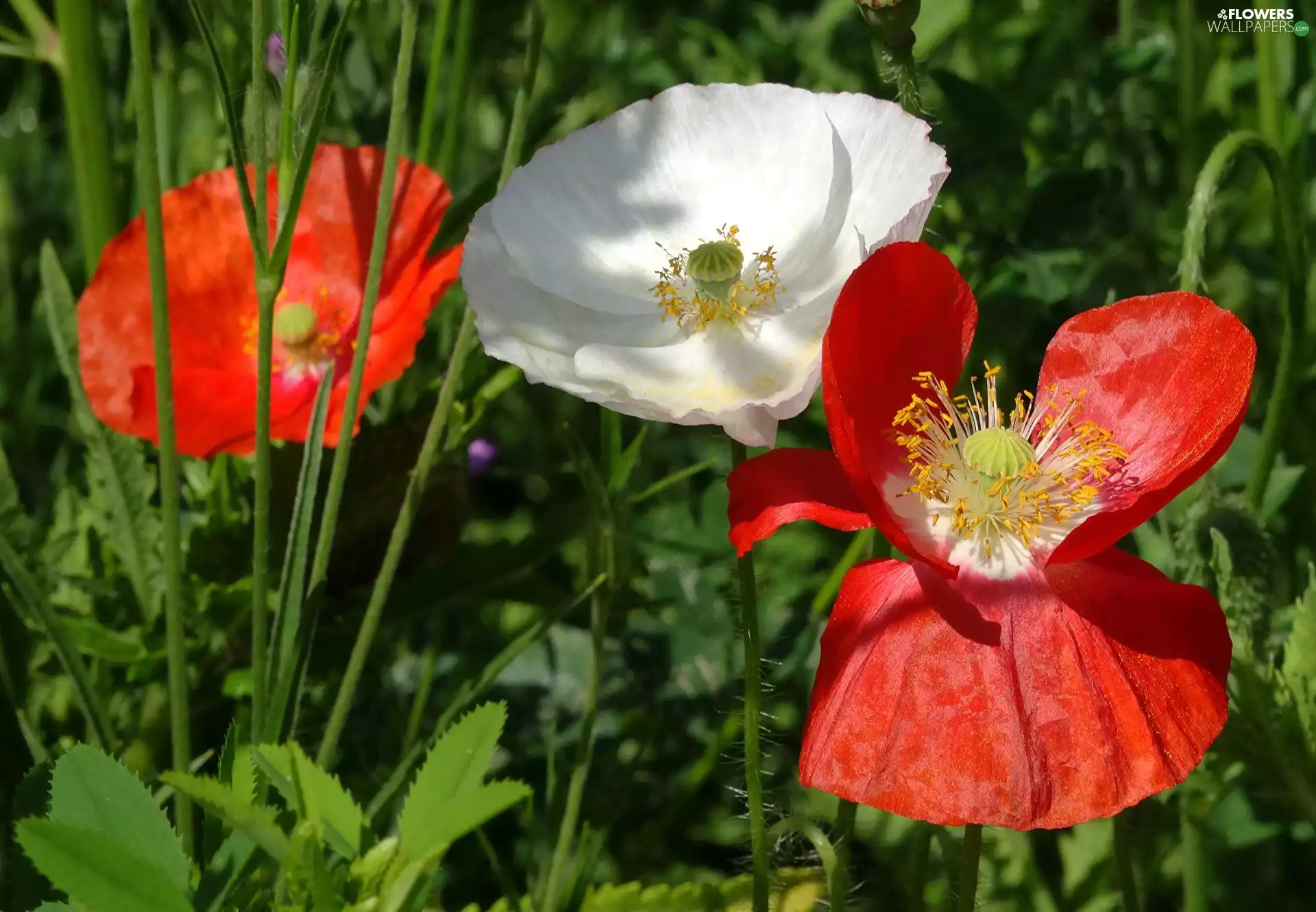 papavers, red, White