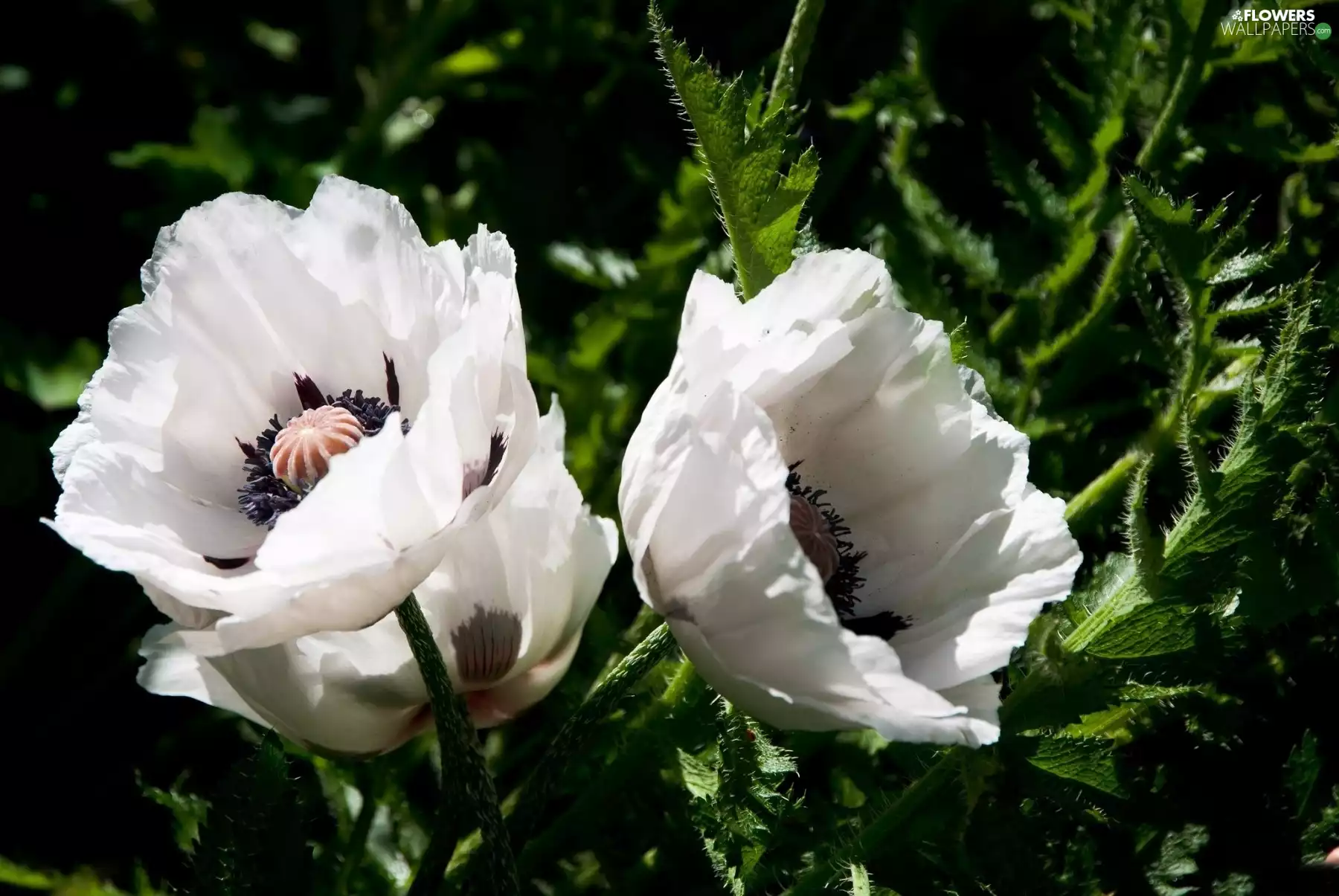 White, papavers