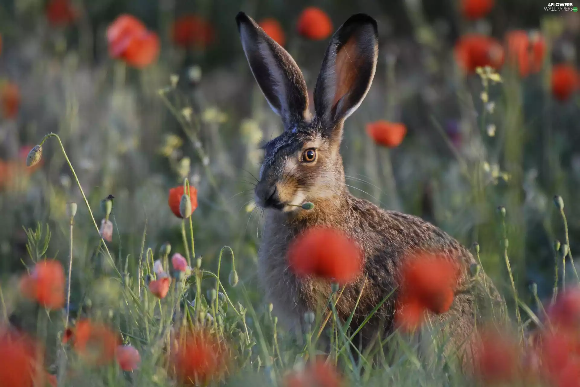 Wild Rabbit, Flowers, papavers