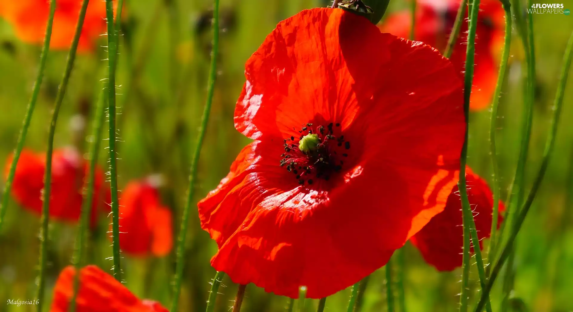 papavers, Red, Wildflowers