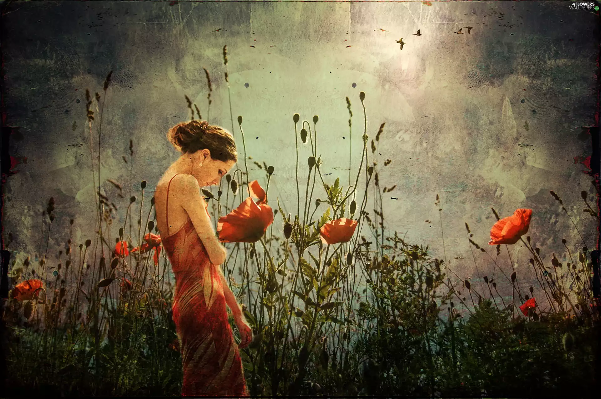 papavers, graphics, Women