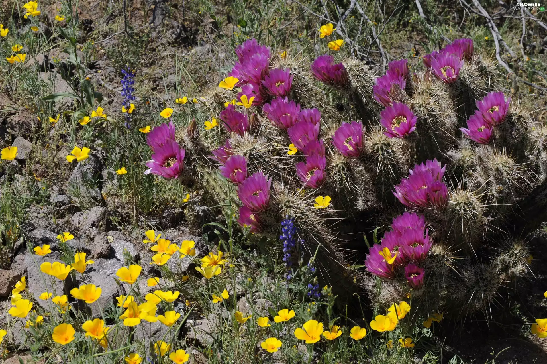 Yellow, flourishing, Cactus, papavers
