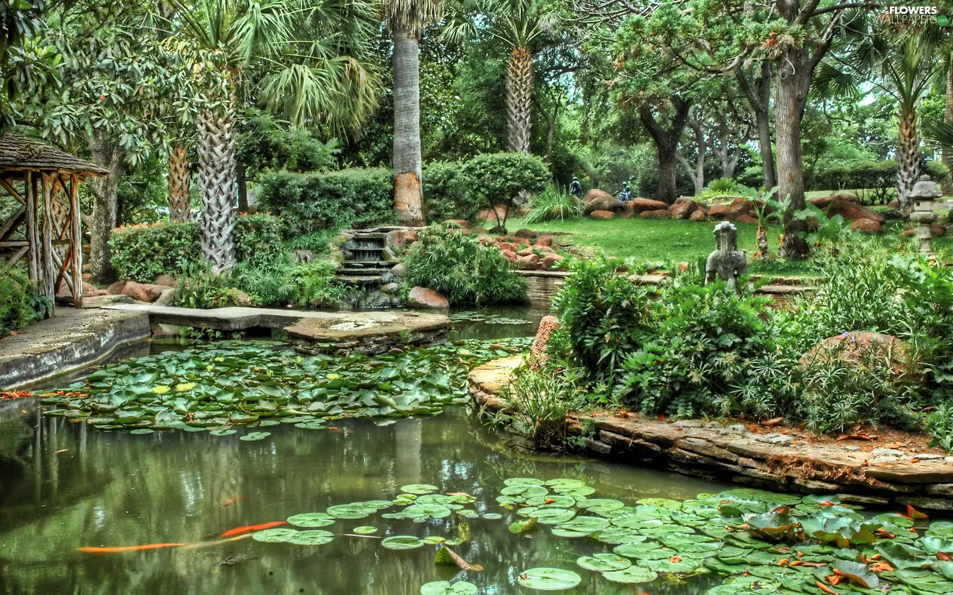 Pond - car, lilies