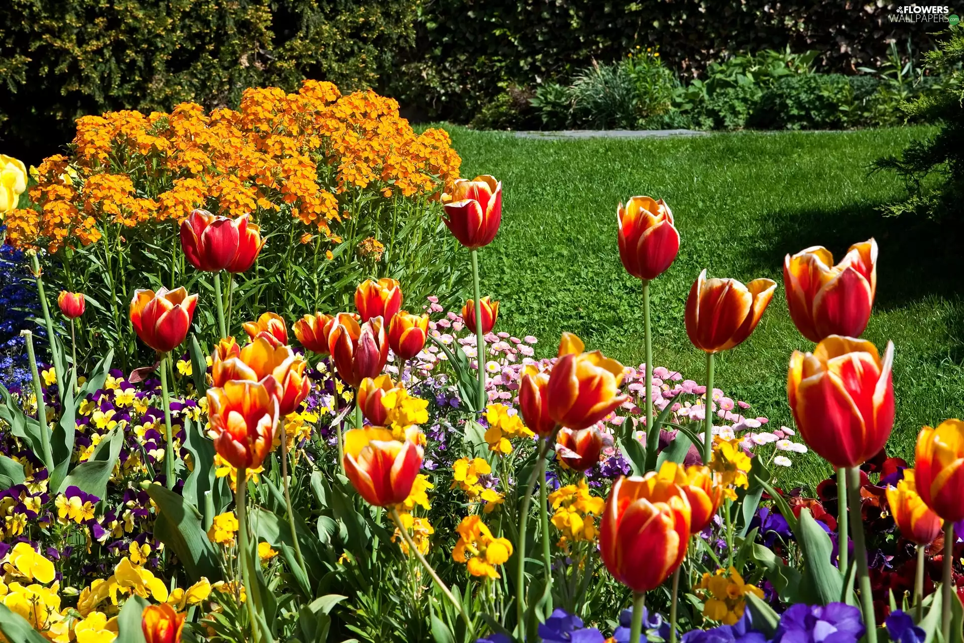 Lawn, Park, color, Flowers, Tulips