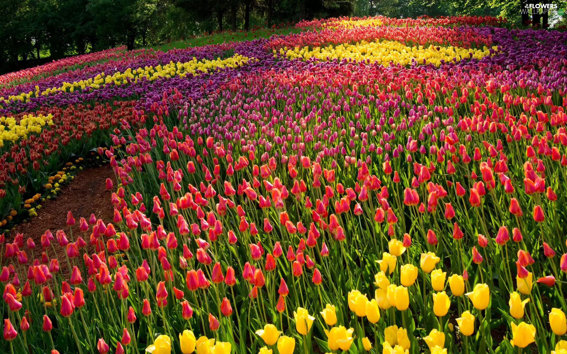 Tulips, Flowers, viewes, Park, trees, color