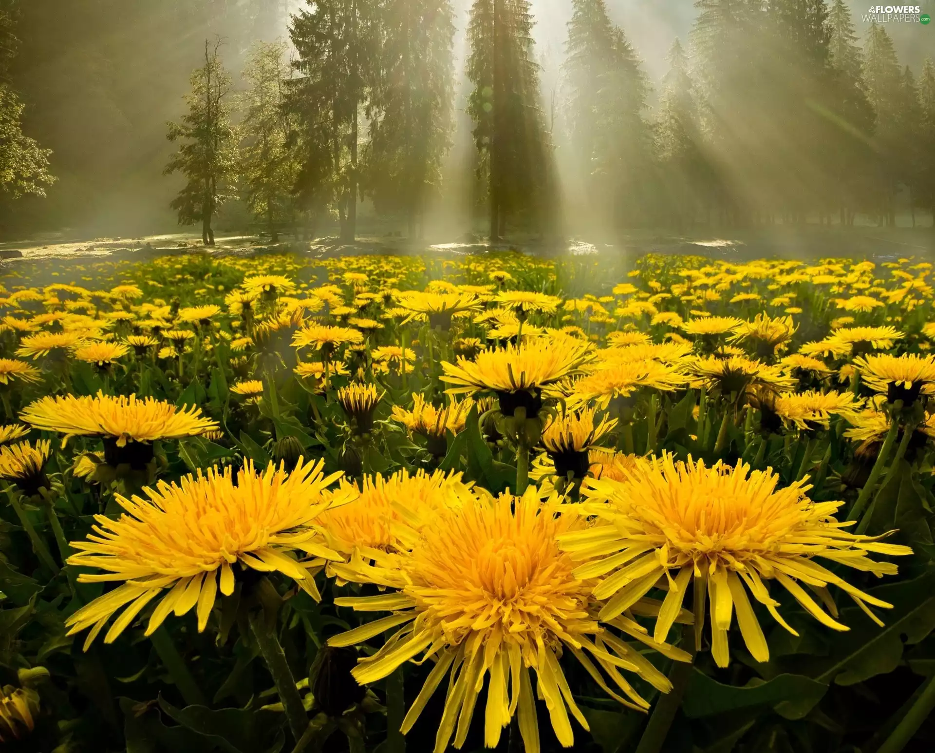 dandelion, morning, Fog, Park