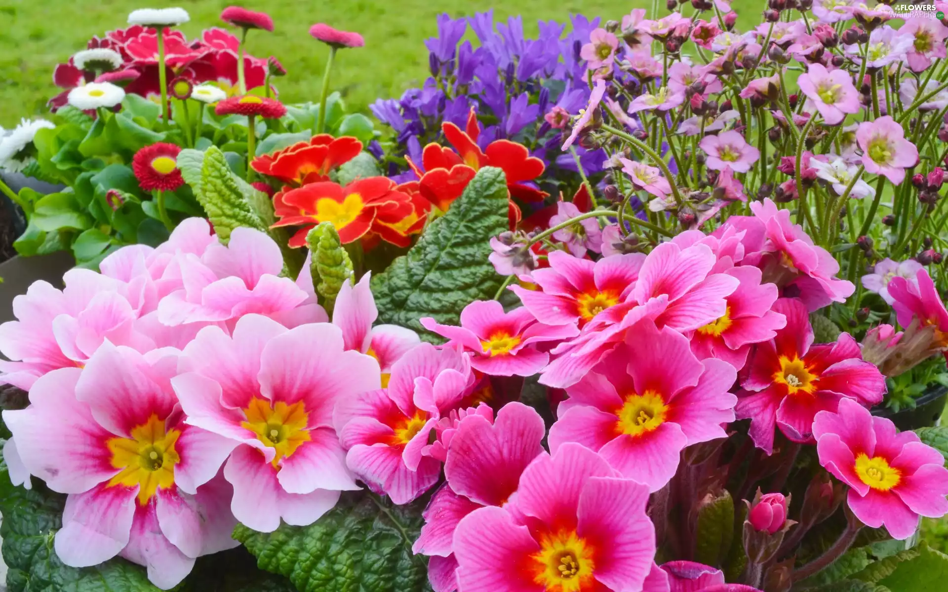Park, primrose, color, Flowers, flowerbed