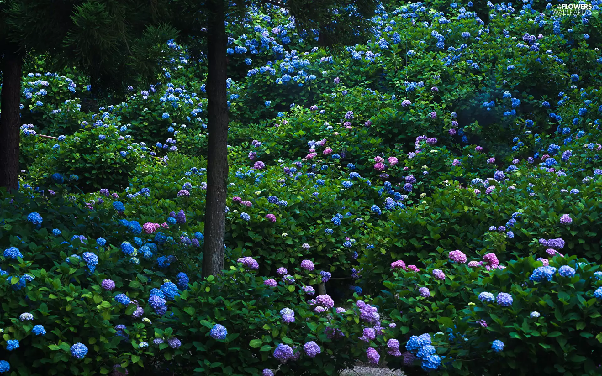 Park, Flowers, hydrangea