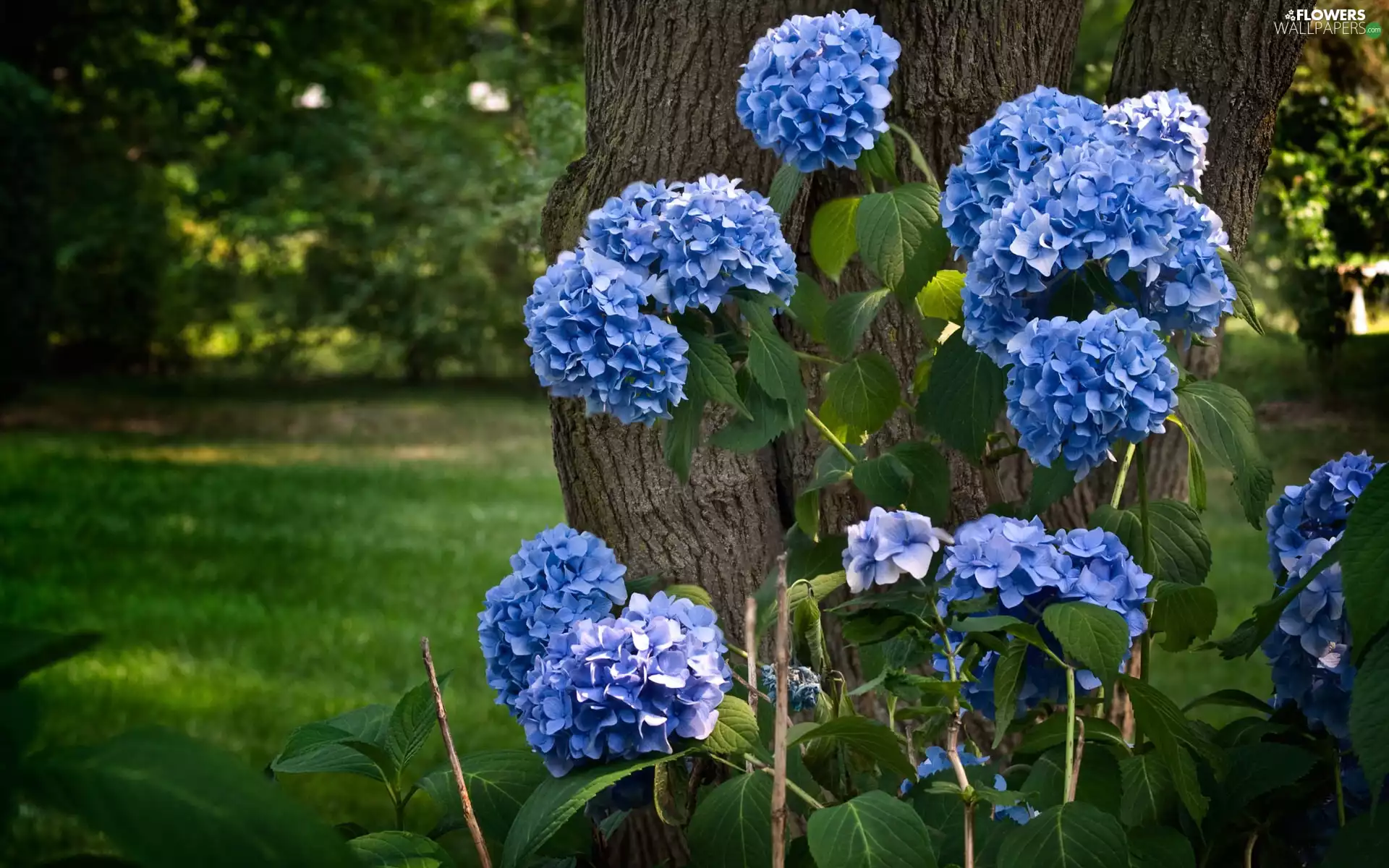 hydrangeas, trees, viewes, Park