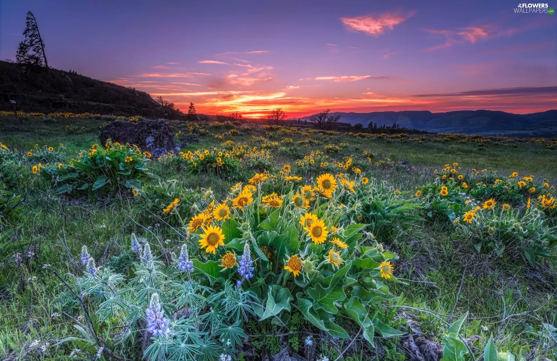 Meadow, State of Oregon, lupine, Mayer State Park, The United States, Nice sunflowers, Great Sunsets