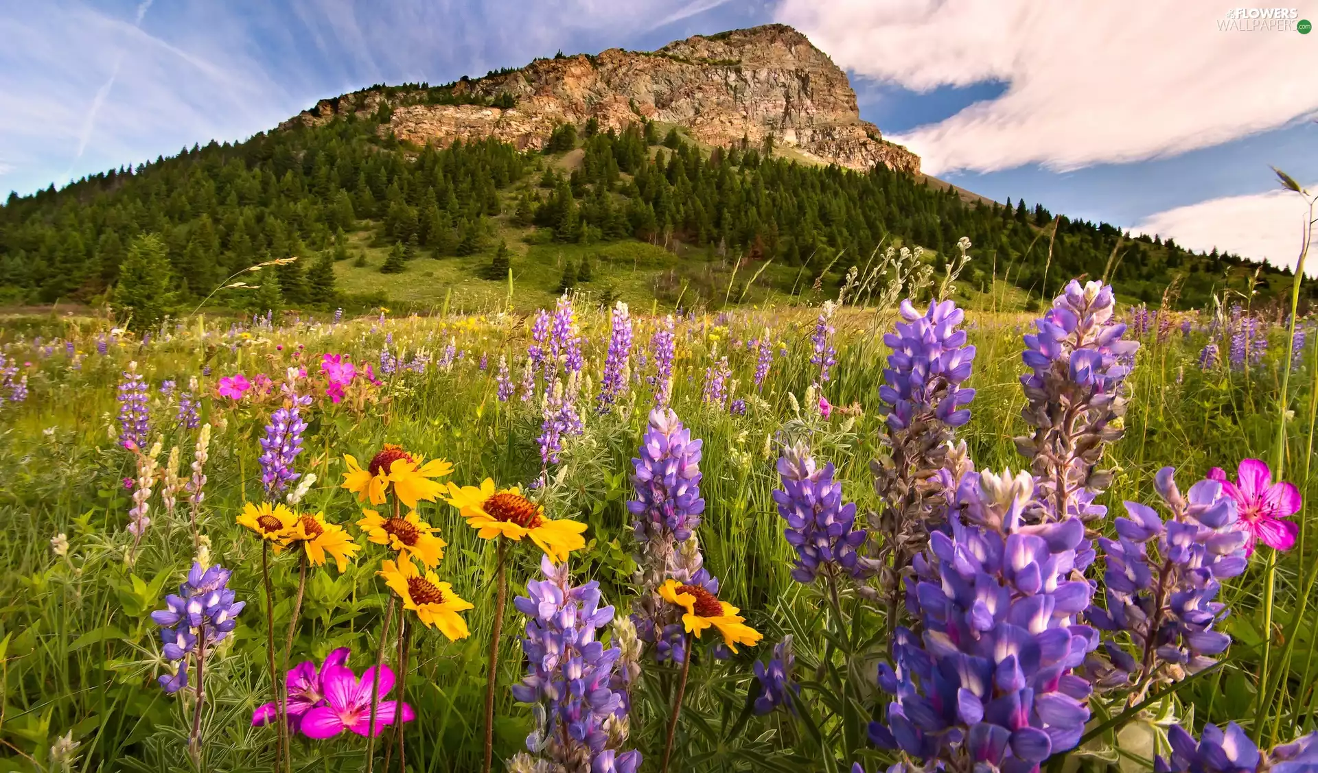 lupine, Province of Alberta, Meadow, Canada, Waterton Lakes National Park, Flowers, Mountains
