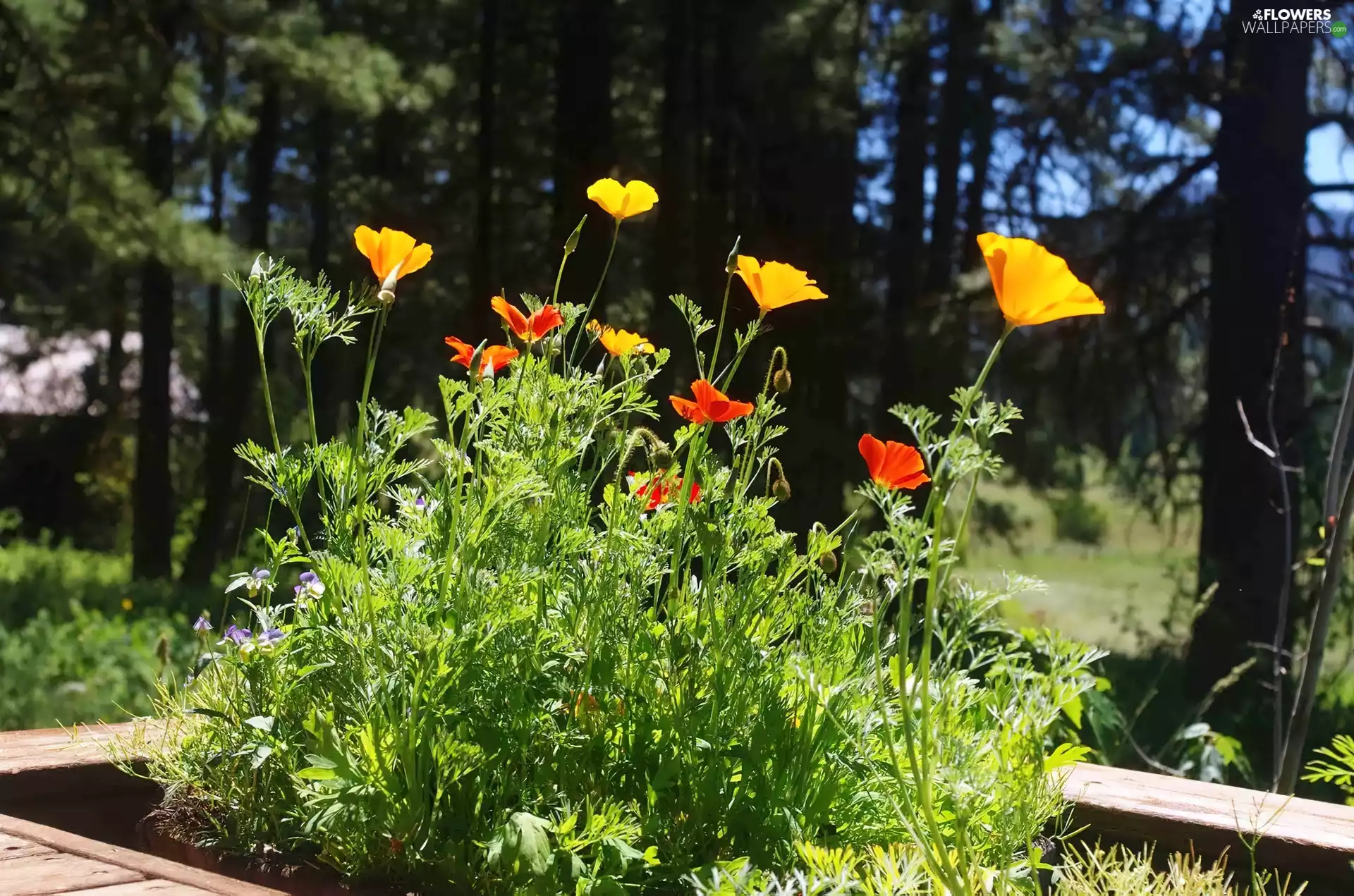 Park, papavers