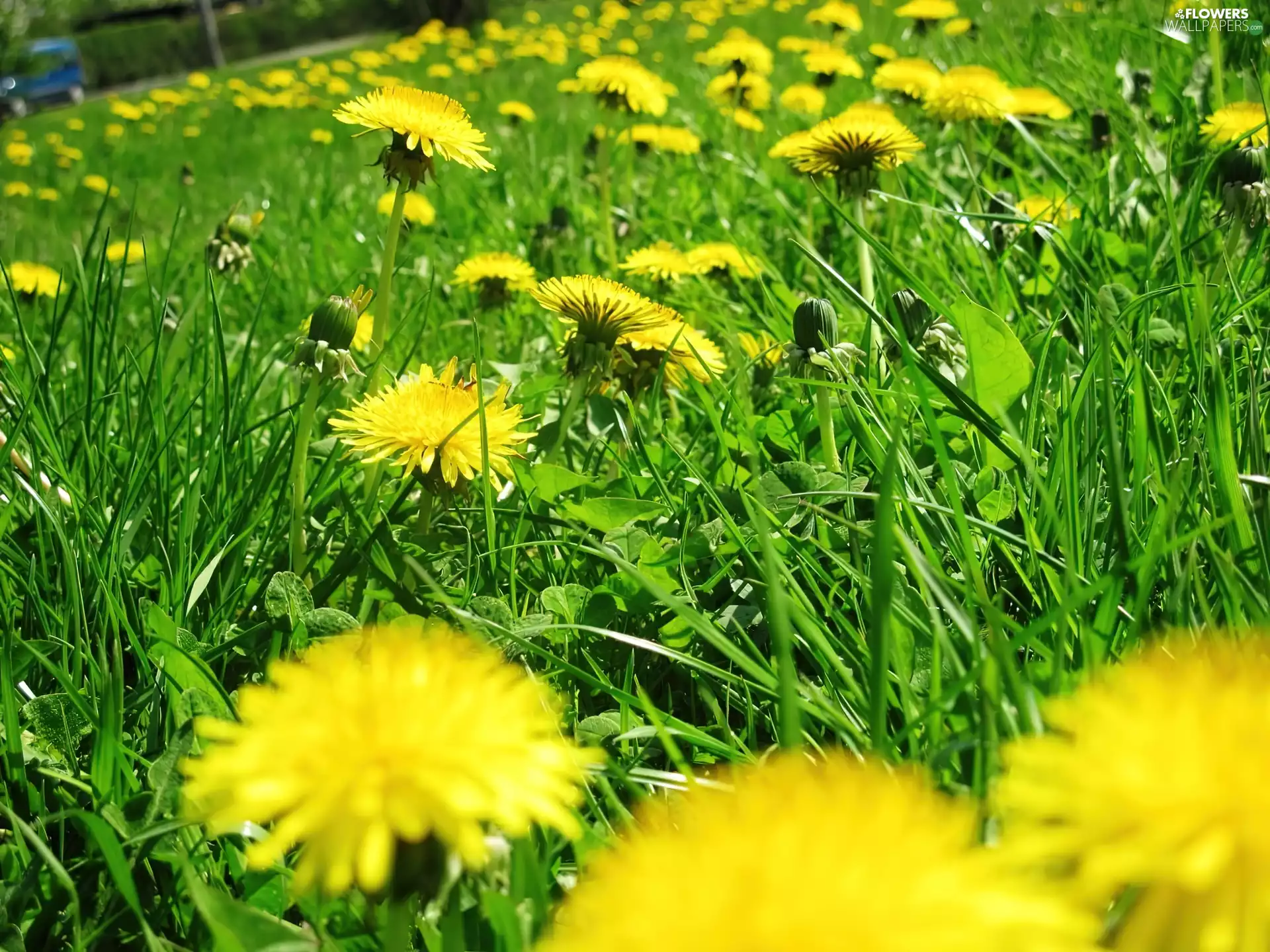 Spring, dandelions, grass, Park