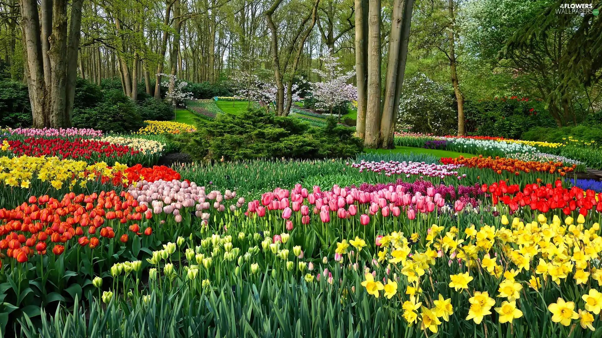 Spring, Tulips, Jonquil, Park
