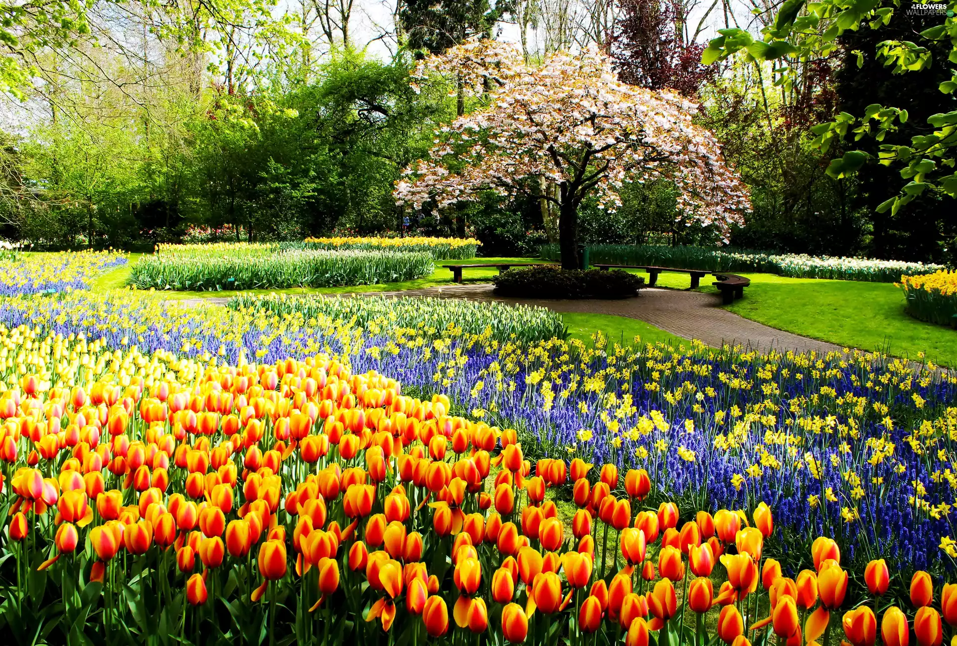 Spring, Flowers, Tulips, Park