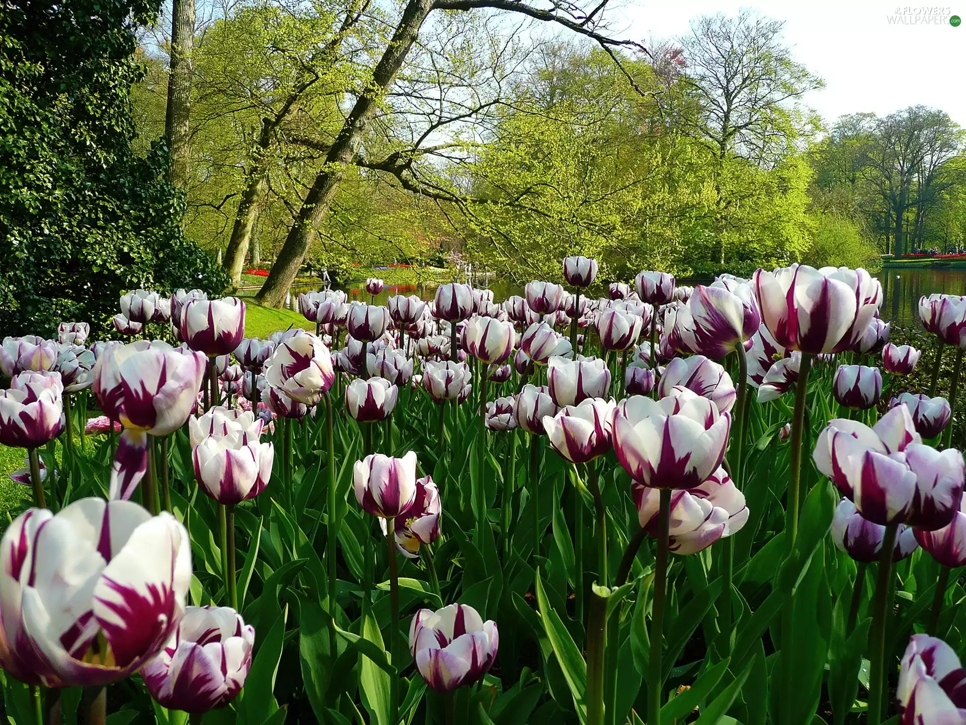 Tulips, Park