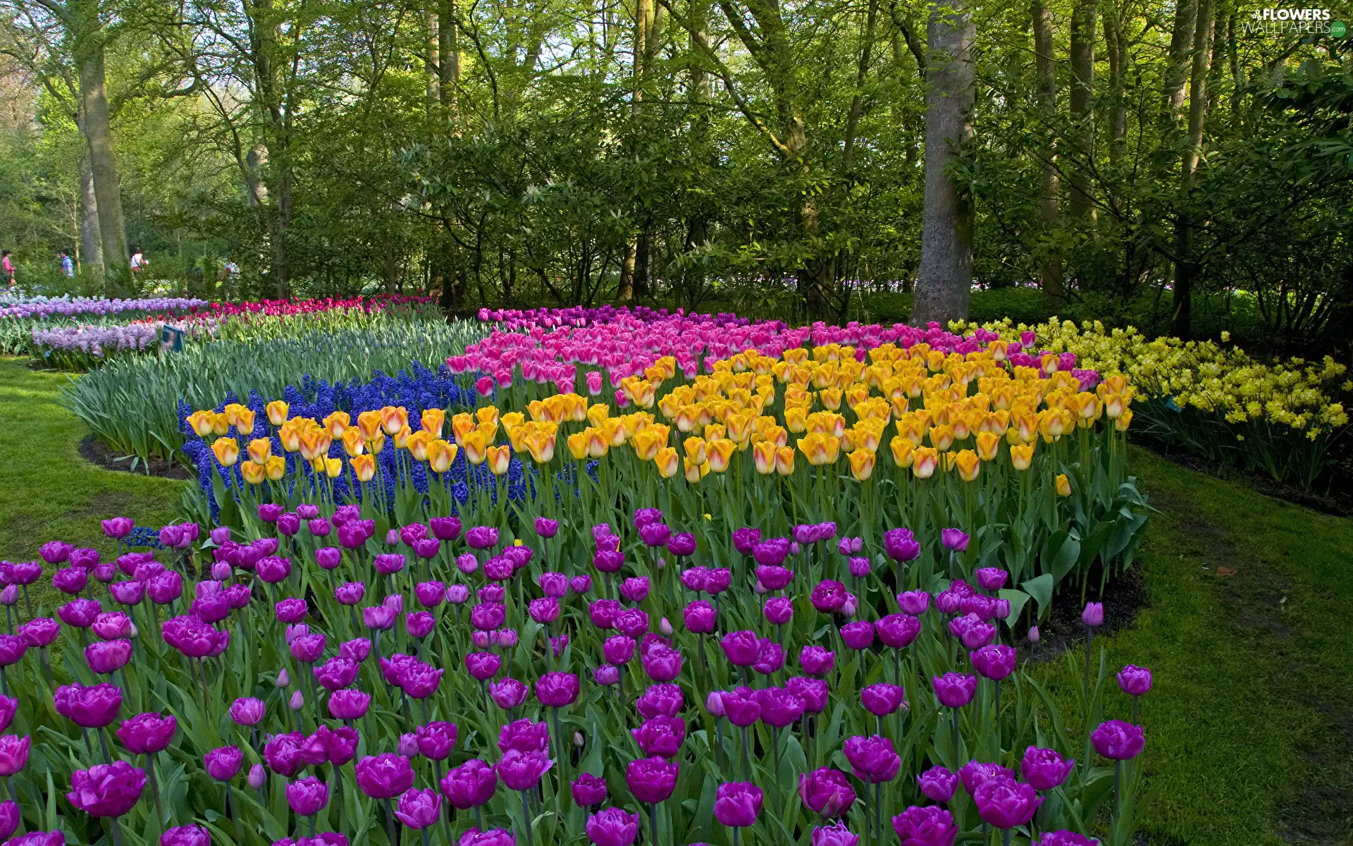 viewes, Park, Tulips, trees, color