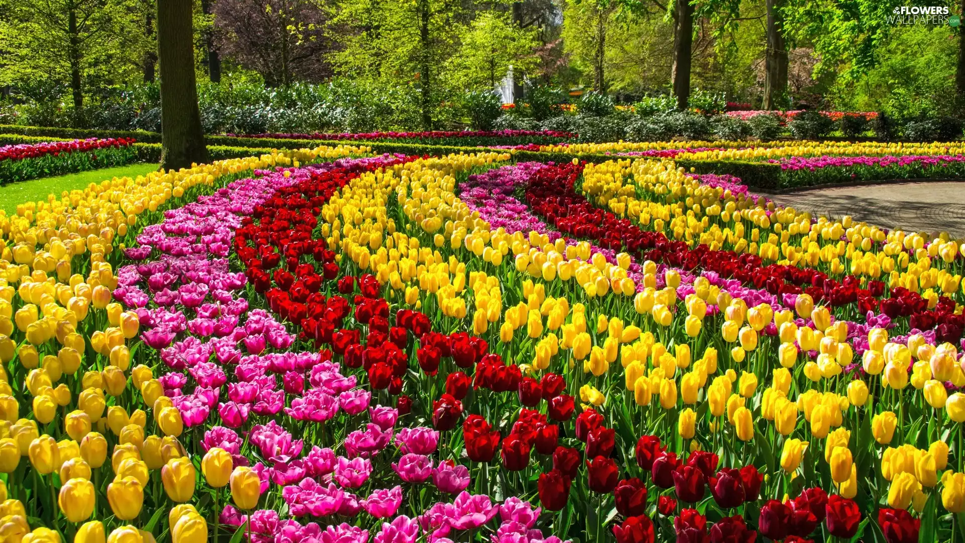 Park, color, Tulips