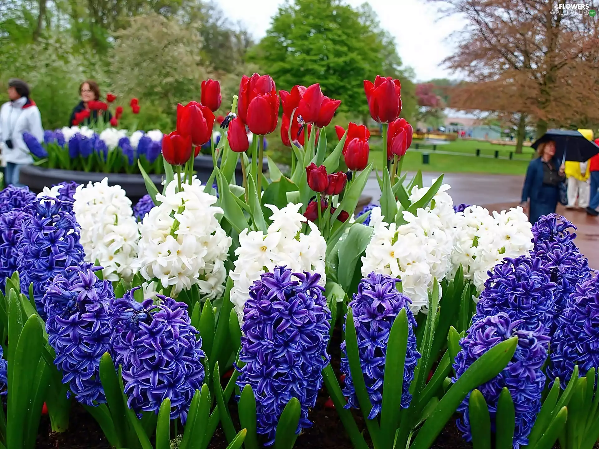 flourishing, Lisse, Tulips, Park, Spring, Hyacinths, walkers