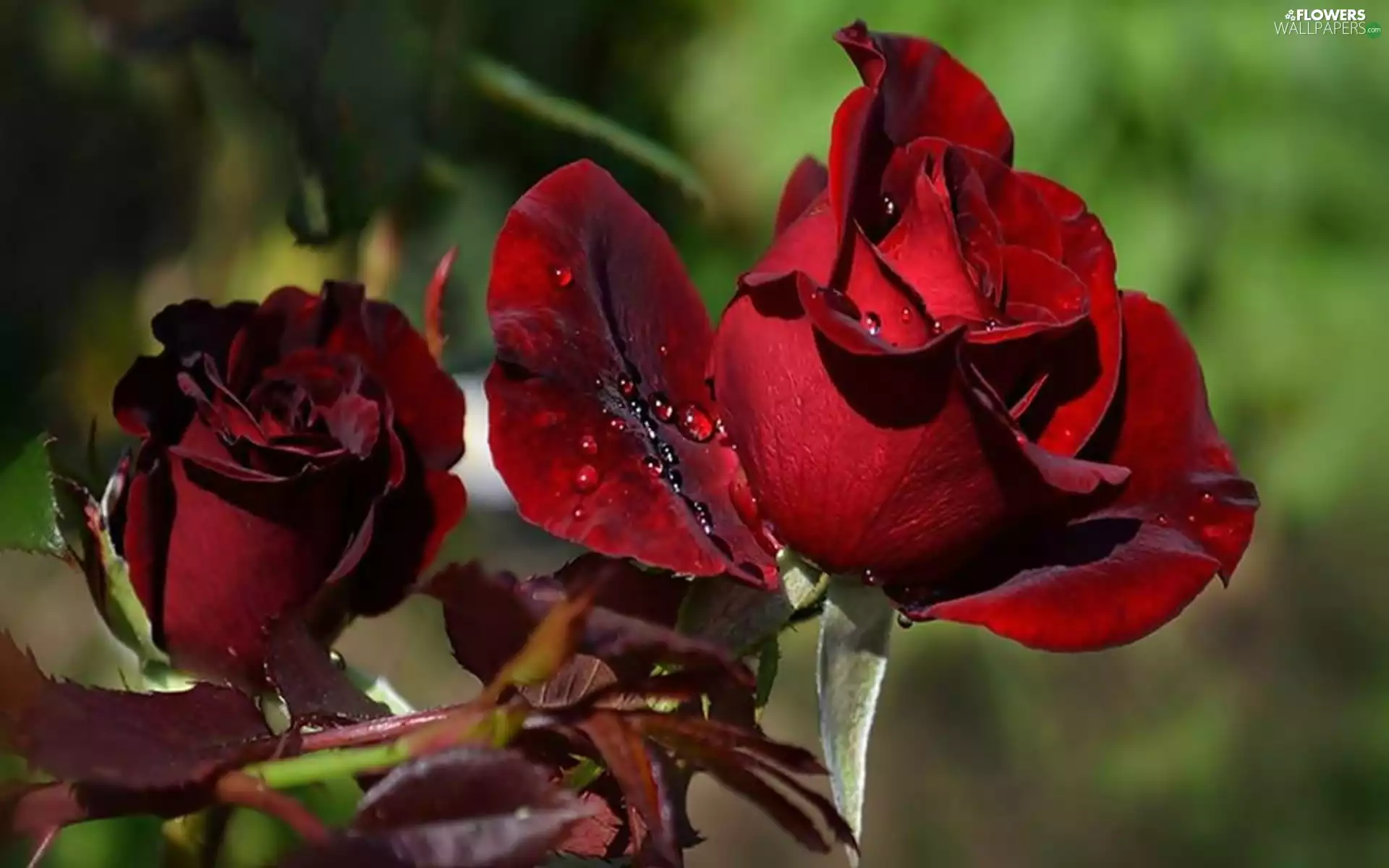 rain, Park, twig, drops, roses