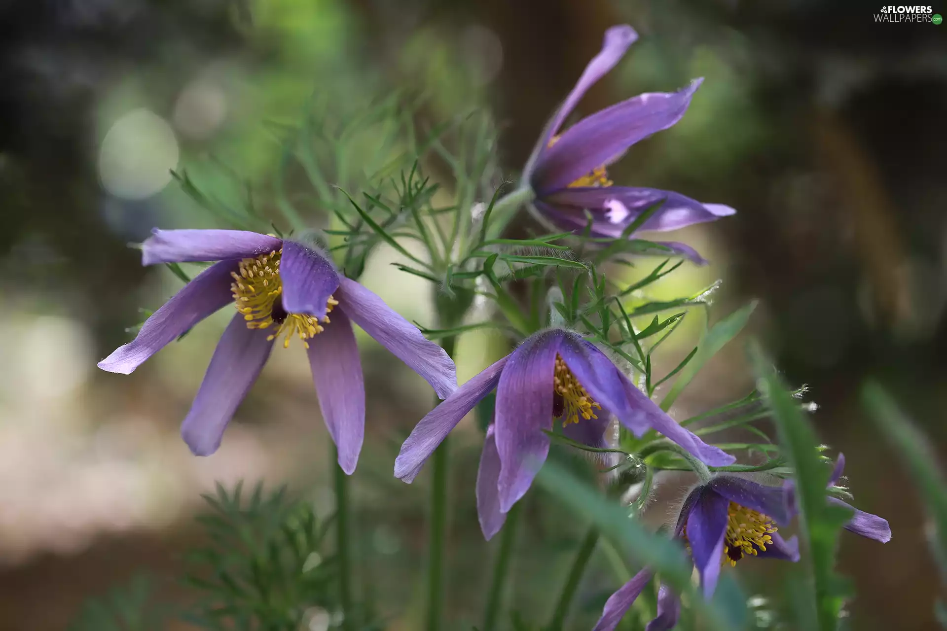bloom, purple, Flowers, pasque