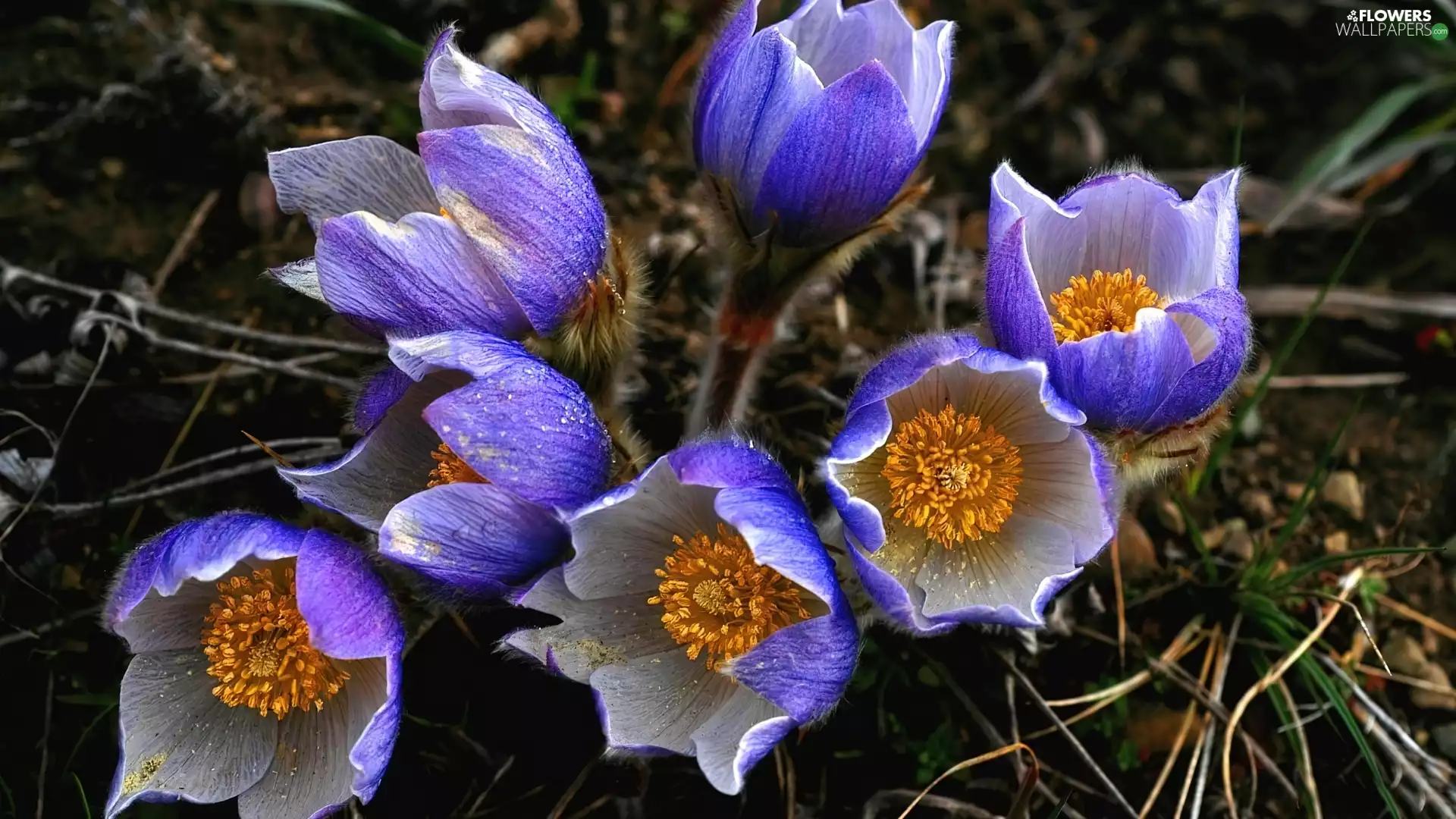 pasque, Flowers, blue