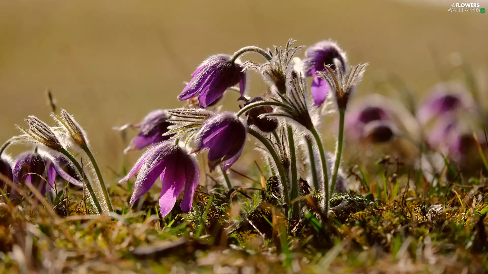 blurry background, flourishing, pasque