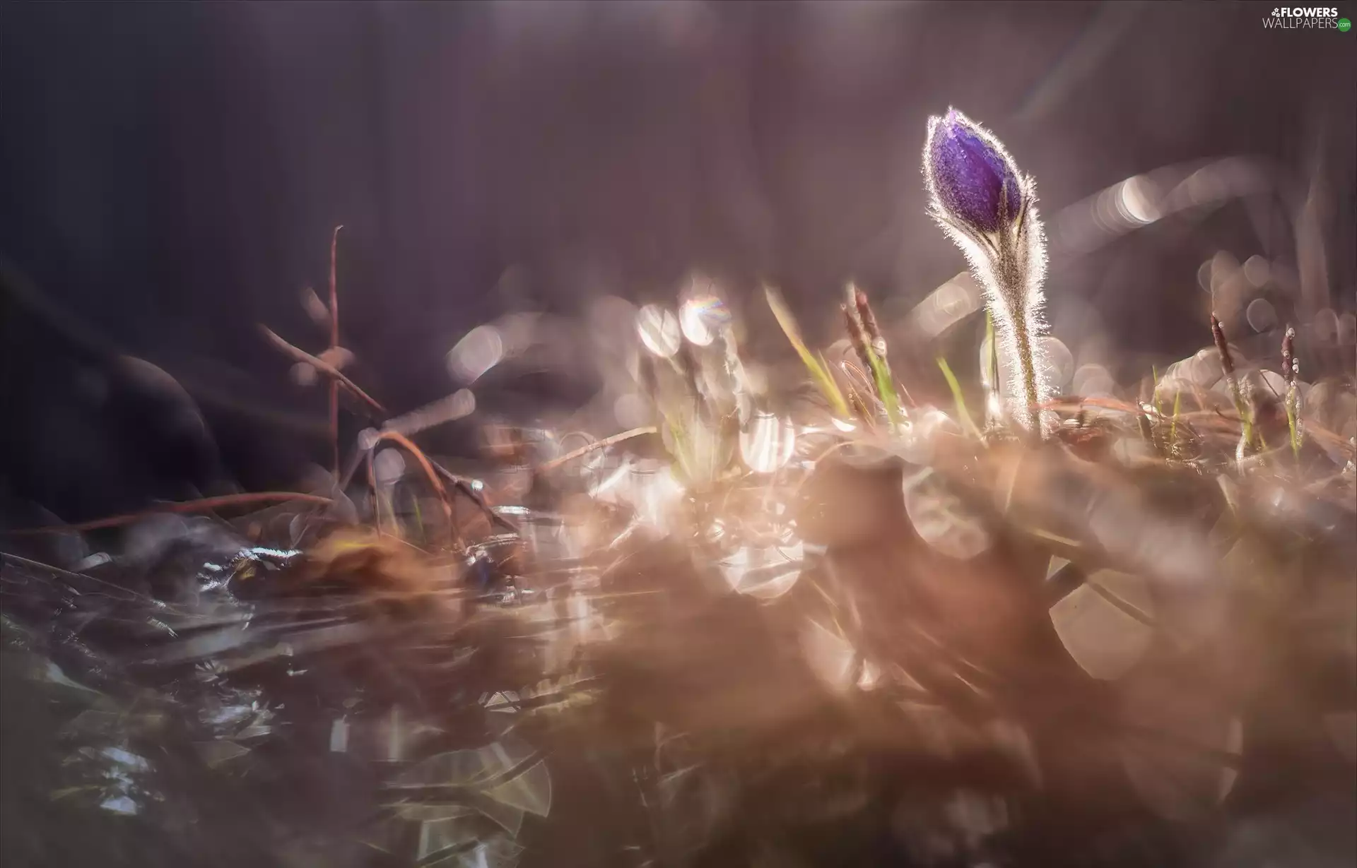 pasque, Bokeh