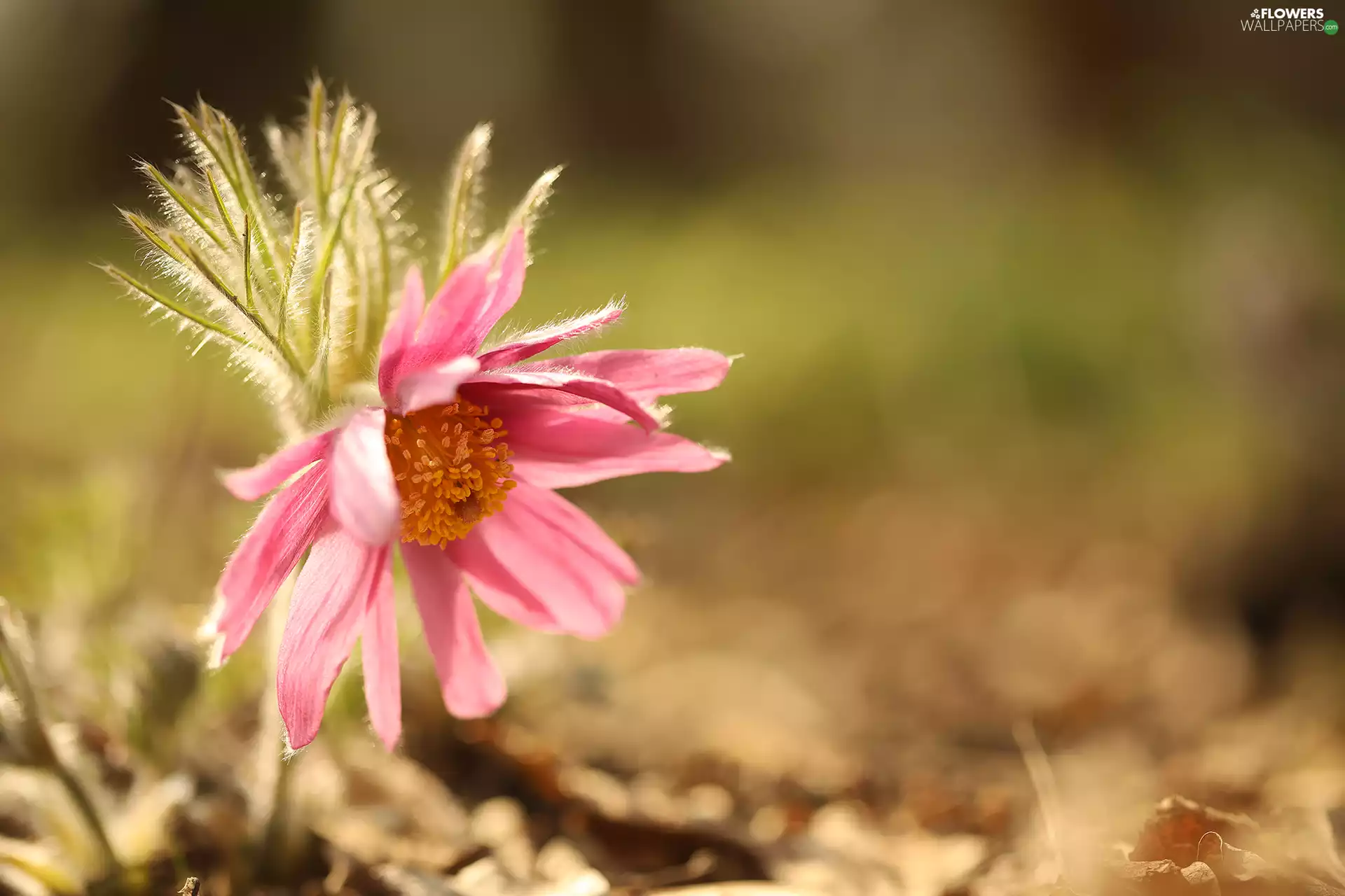 Colourfull Flowers, Pink, pasque