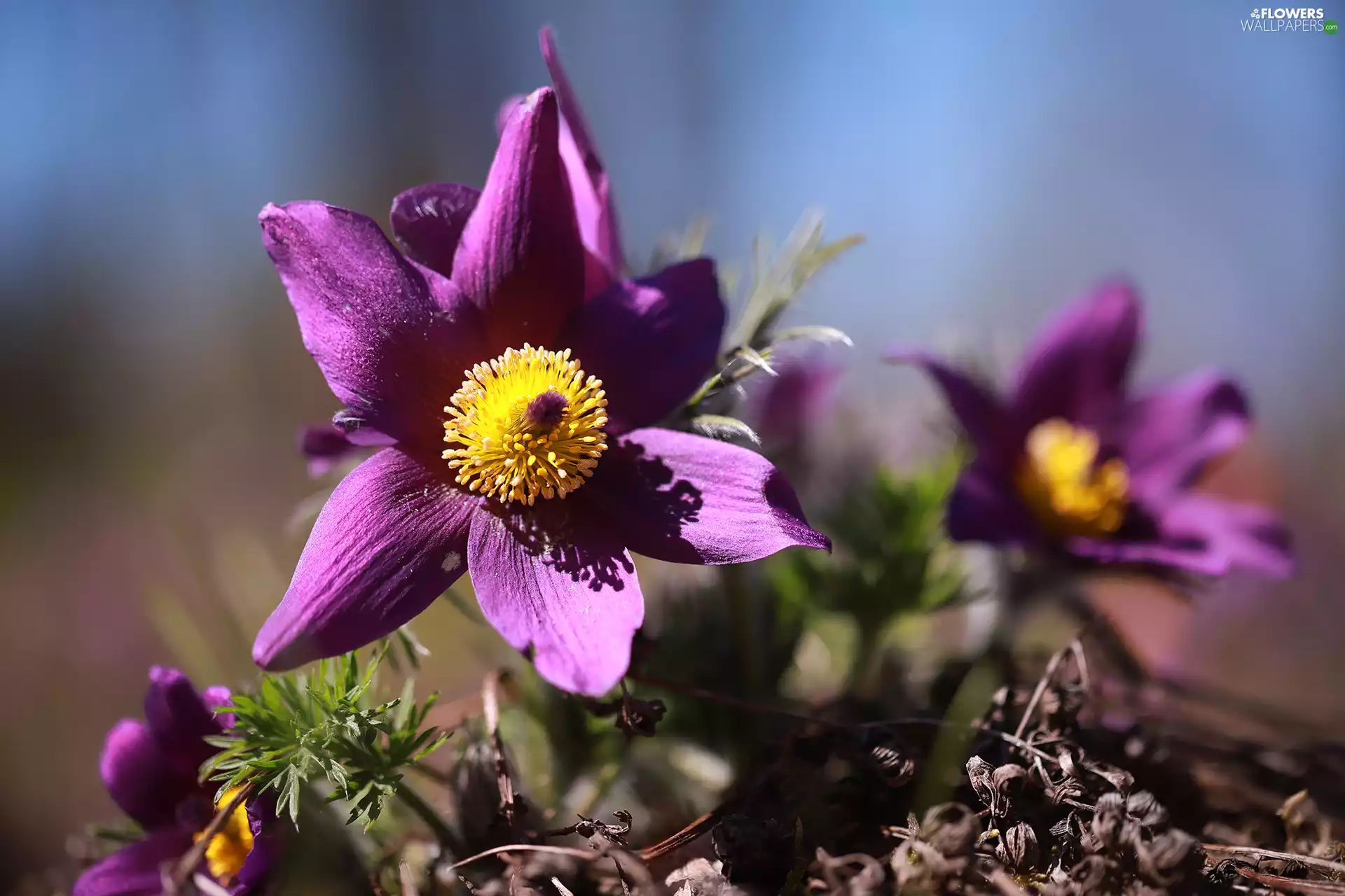 Colourfull Flowers, Violet, pasque