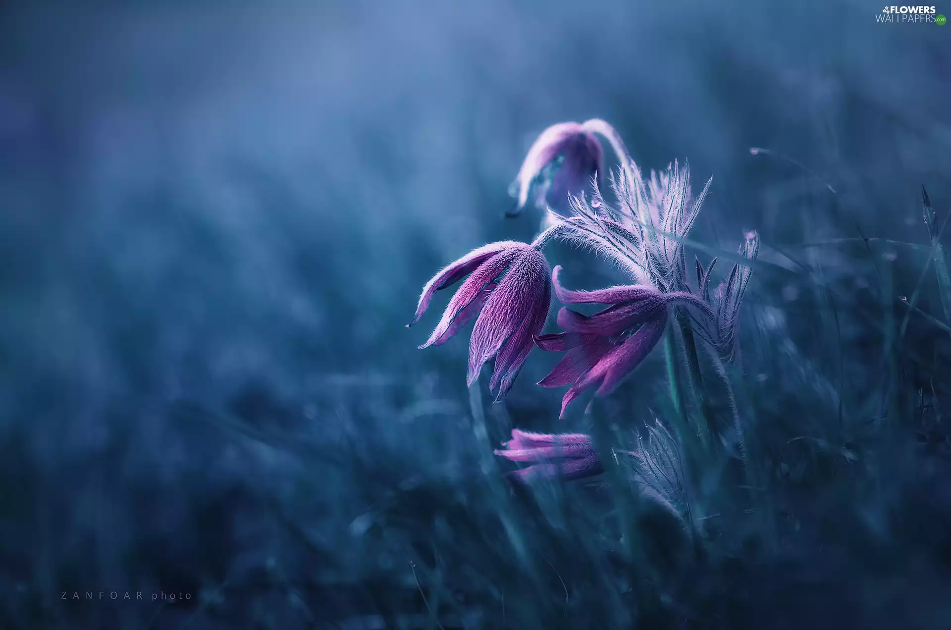 Flowers, fuzzy, background, pasque