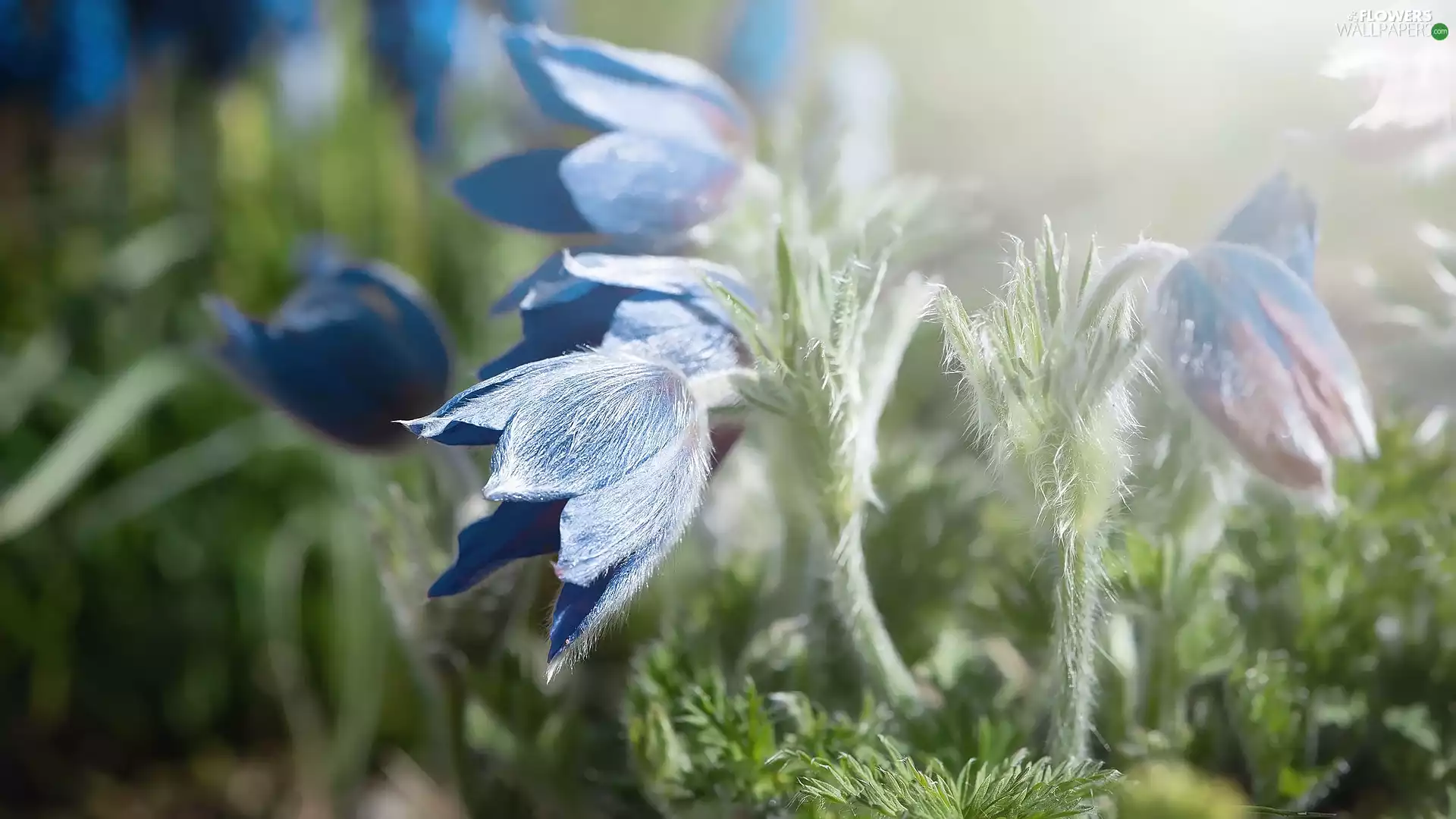 pasque, Blue, Flowers