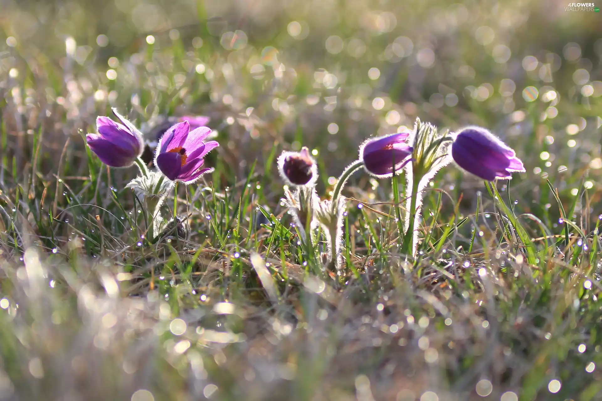 Flowers, grass, Bokeh, pasque