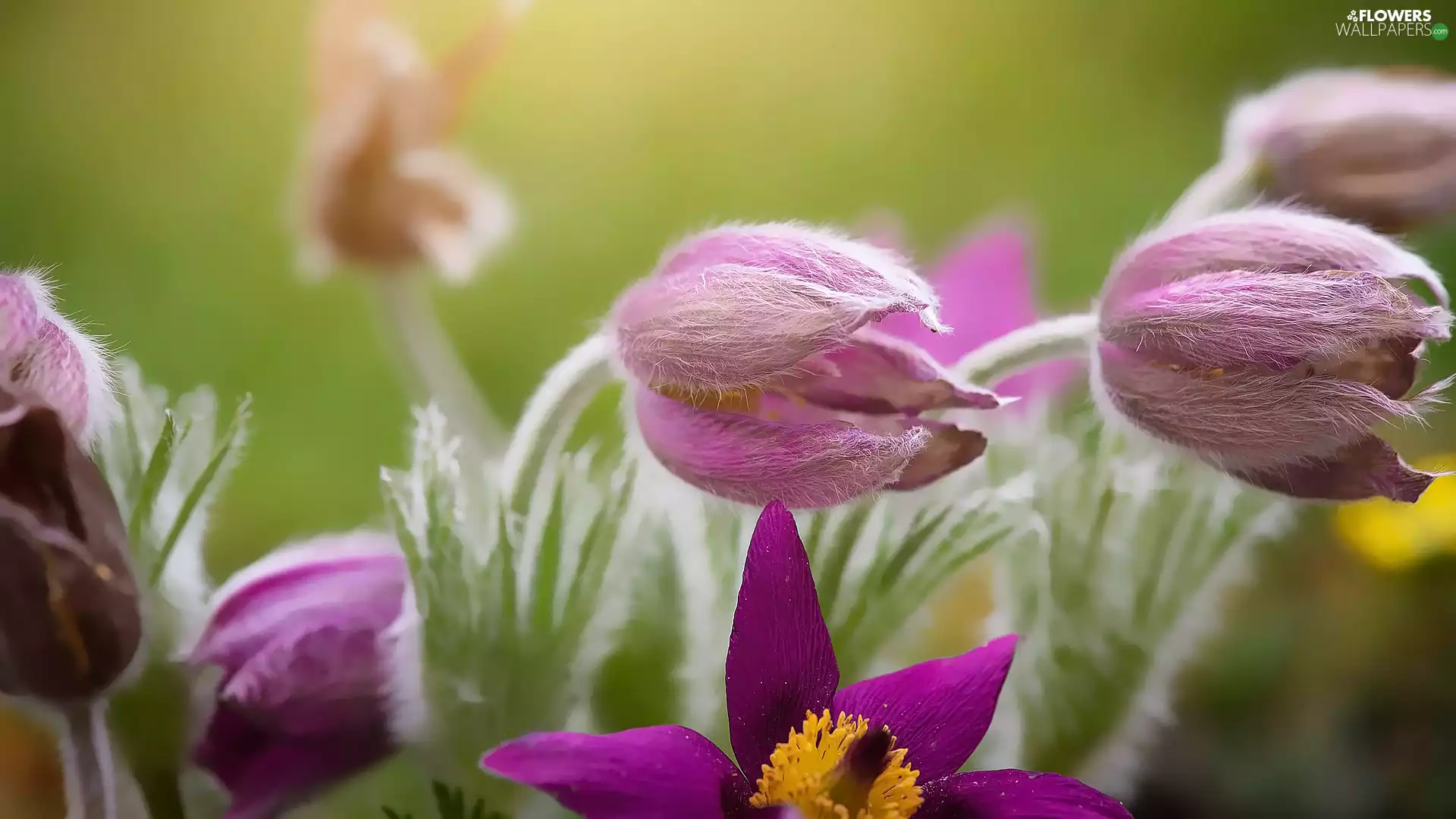 pasque, Buds, Flowers
