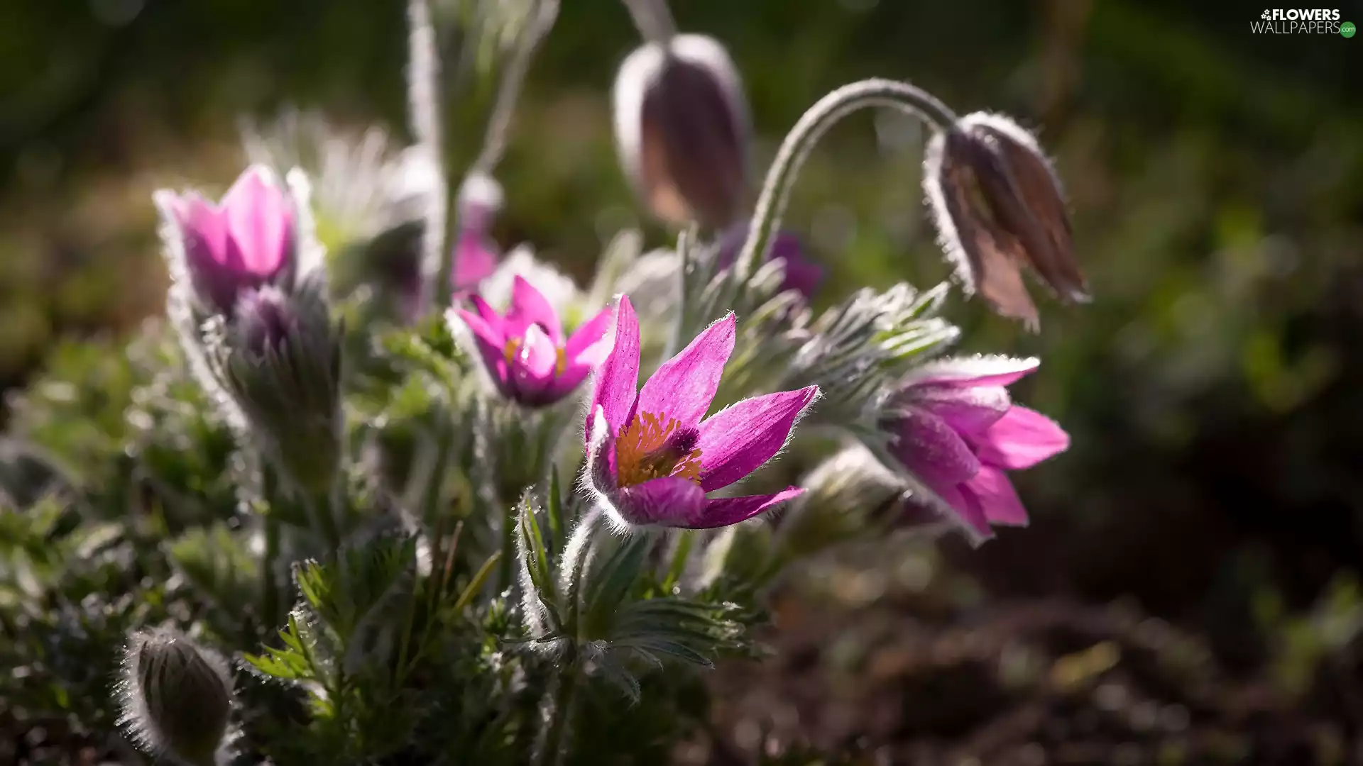 Flowers, Buds, cluster, pasque