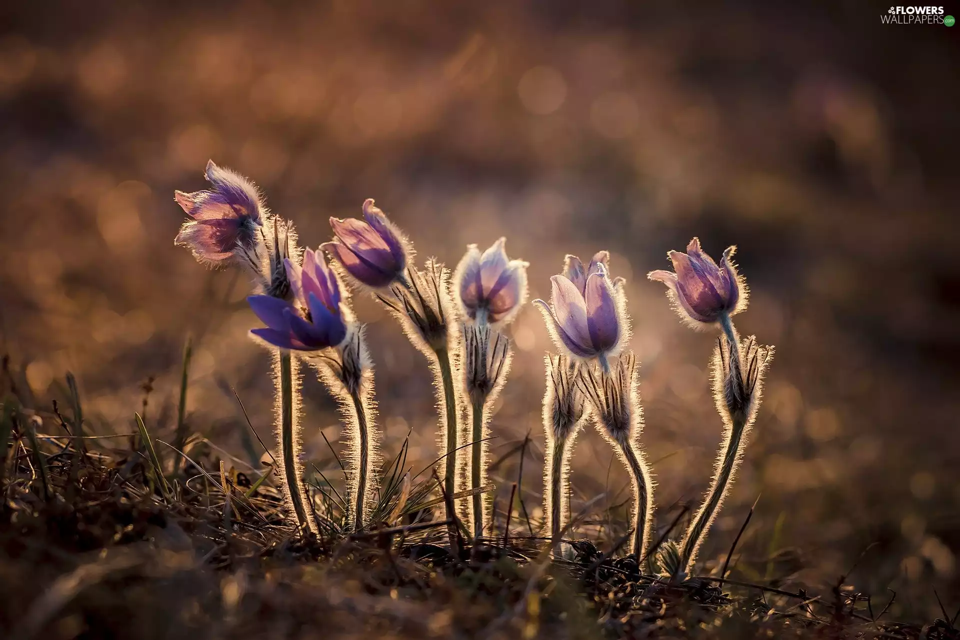 pasque, illuminated, Flowers