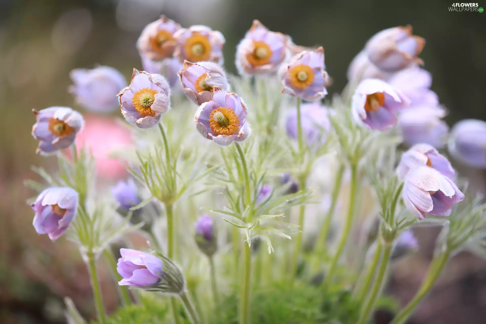 pasque, lilac, Flowers