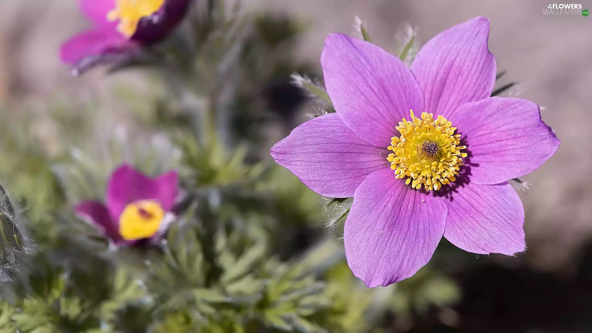Flowers, bloom, pasque, pasque