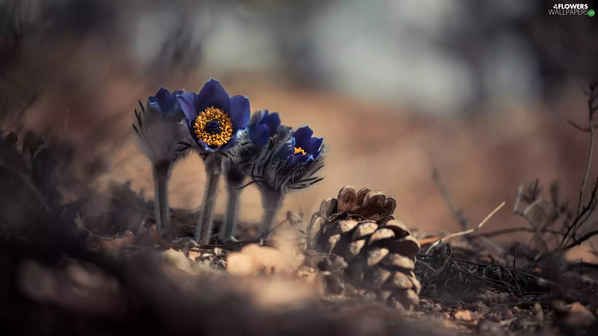 Flowers, cone, Plants, pasque