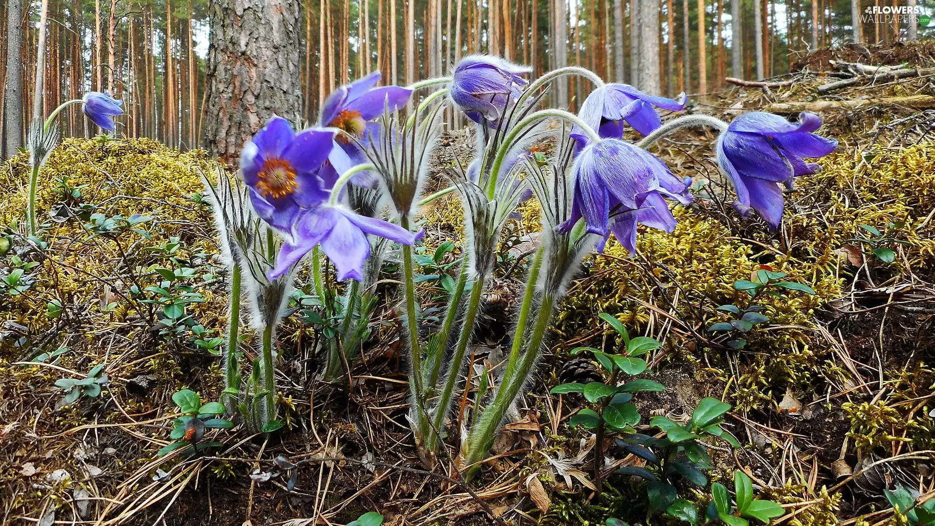 Flowers, forest, Undergrowth, pasque