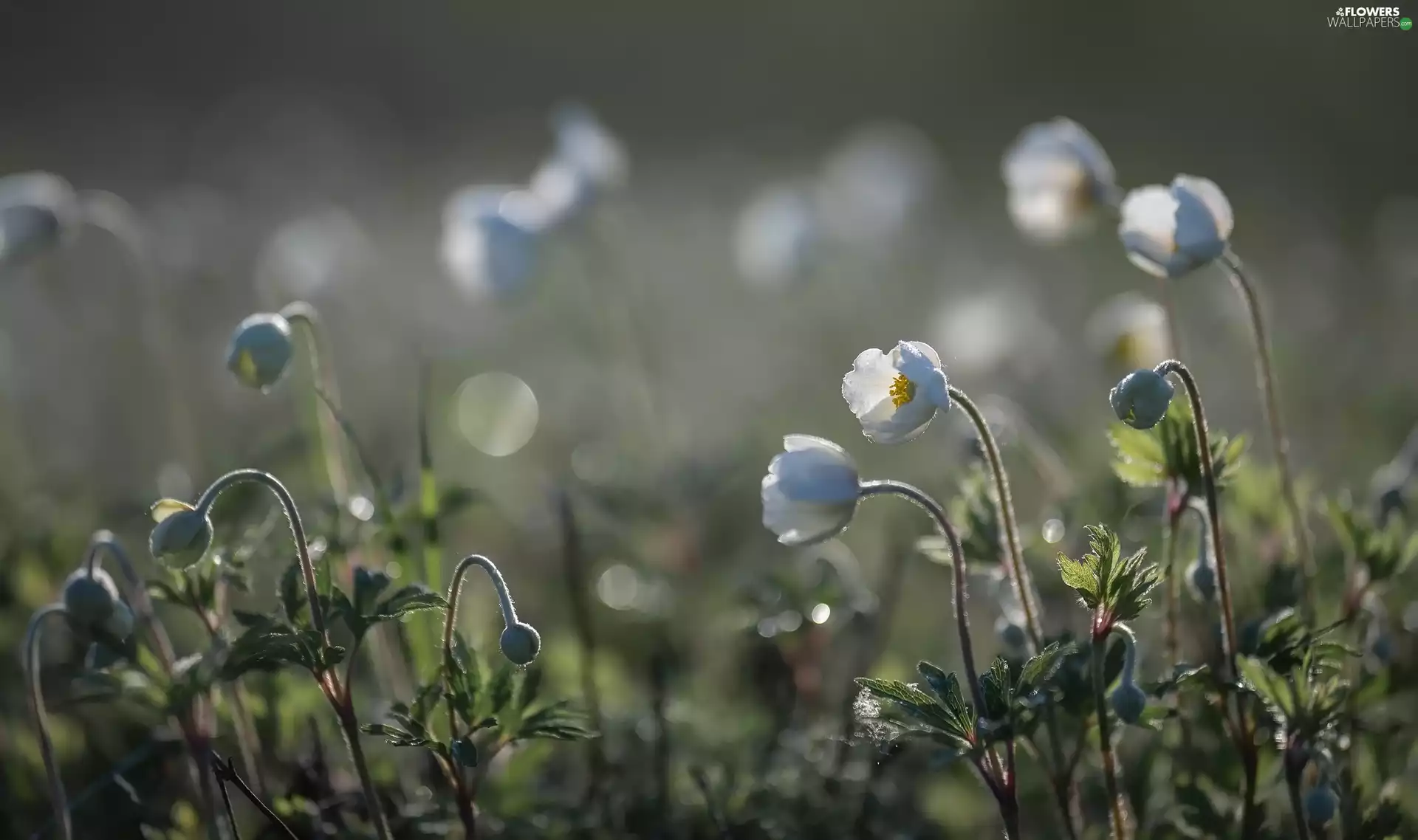 pasque, White, Flowers