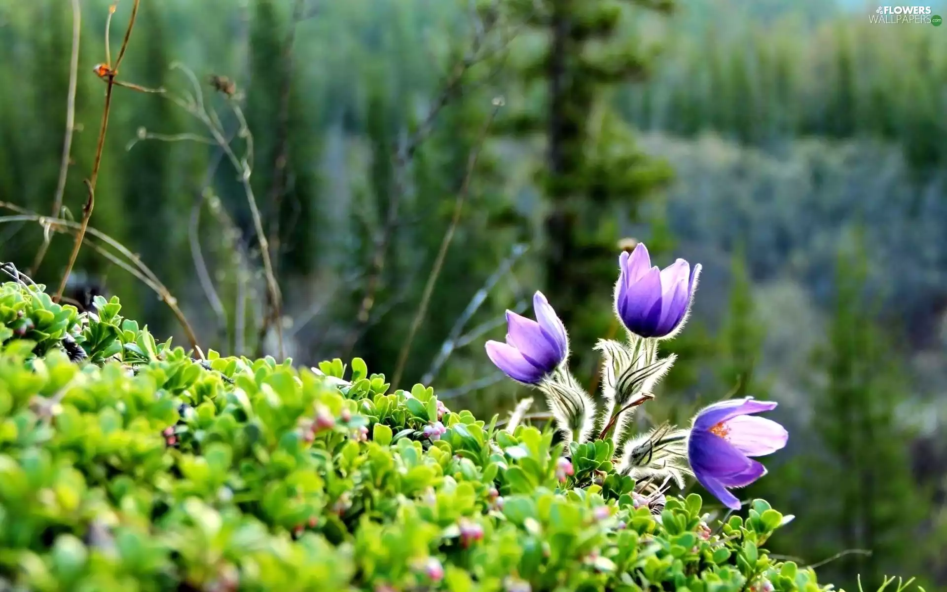 purple, pasque, forest, Flowers, Spring