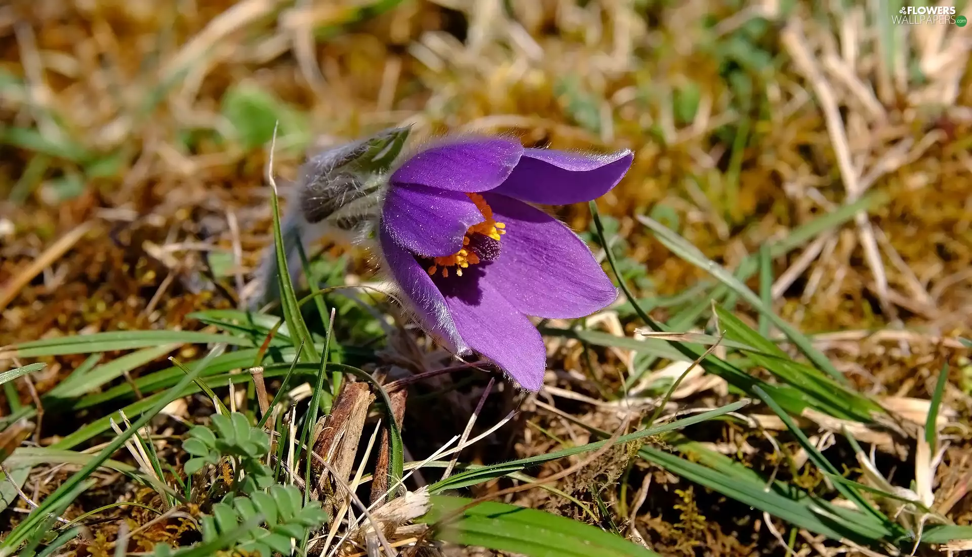 grass, Colourfull Flowers, pasque