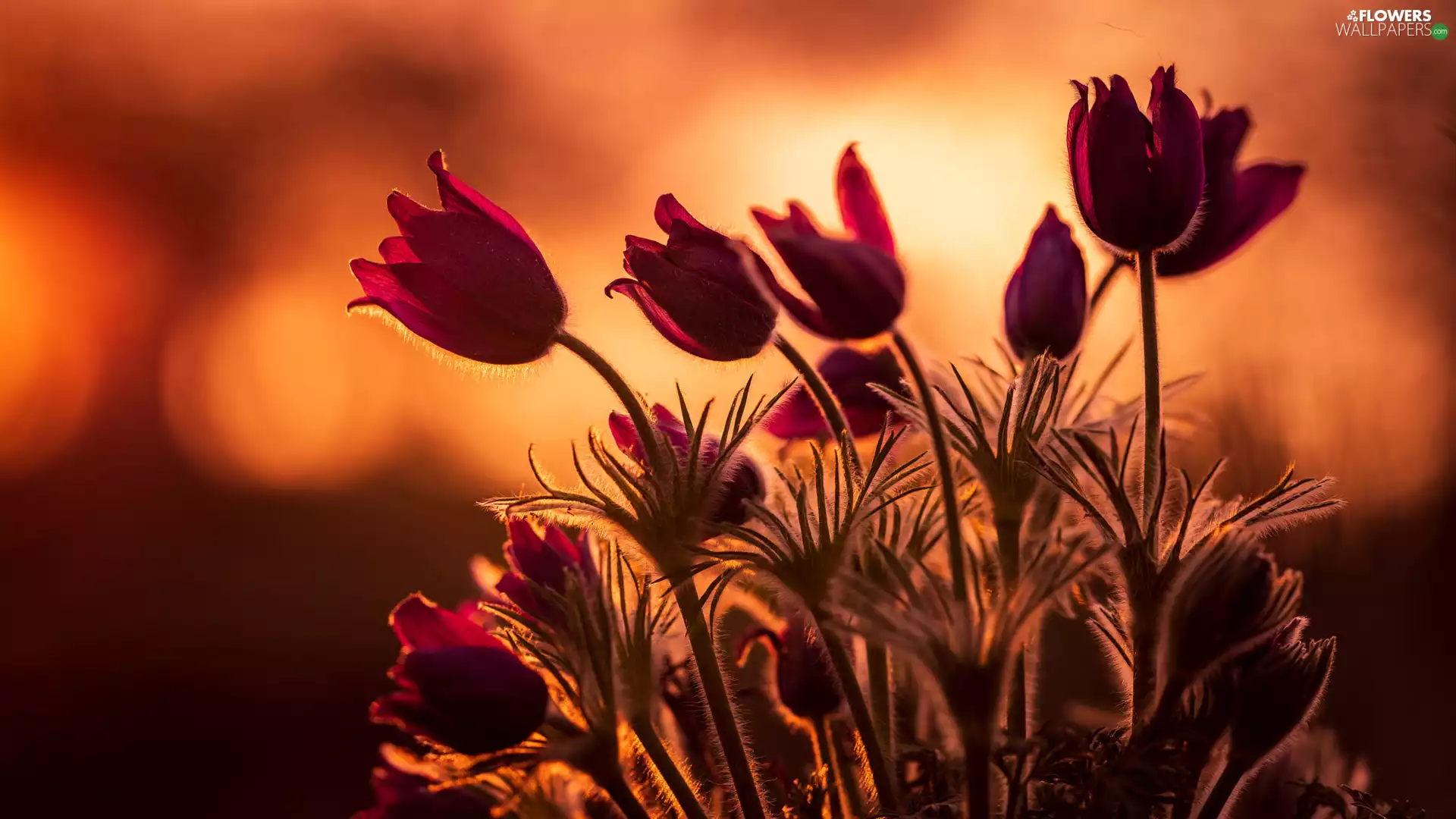 Great Sunsets, Flowers, pasque