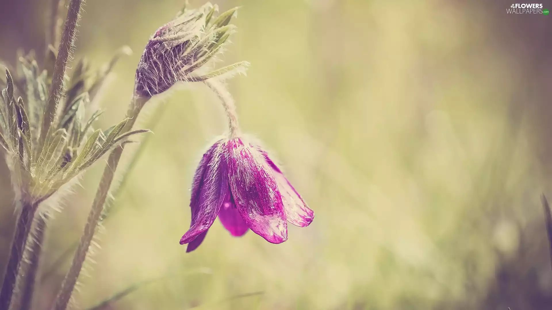 inclined, Colourfull Flowers, pasque