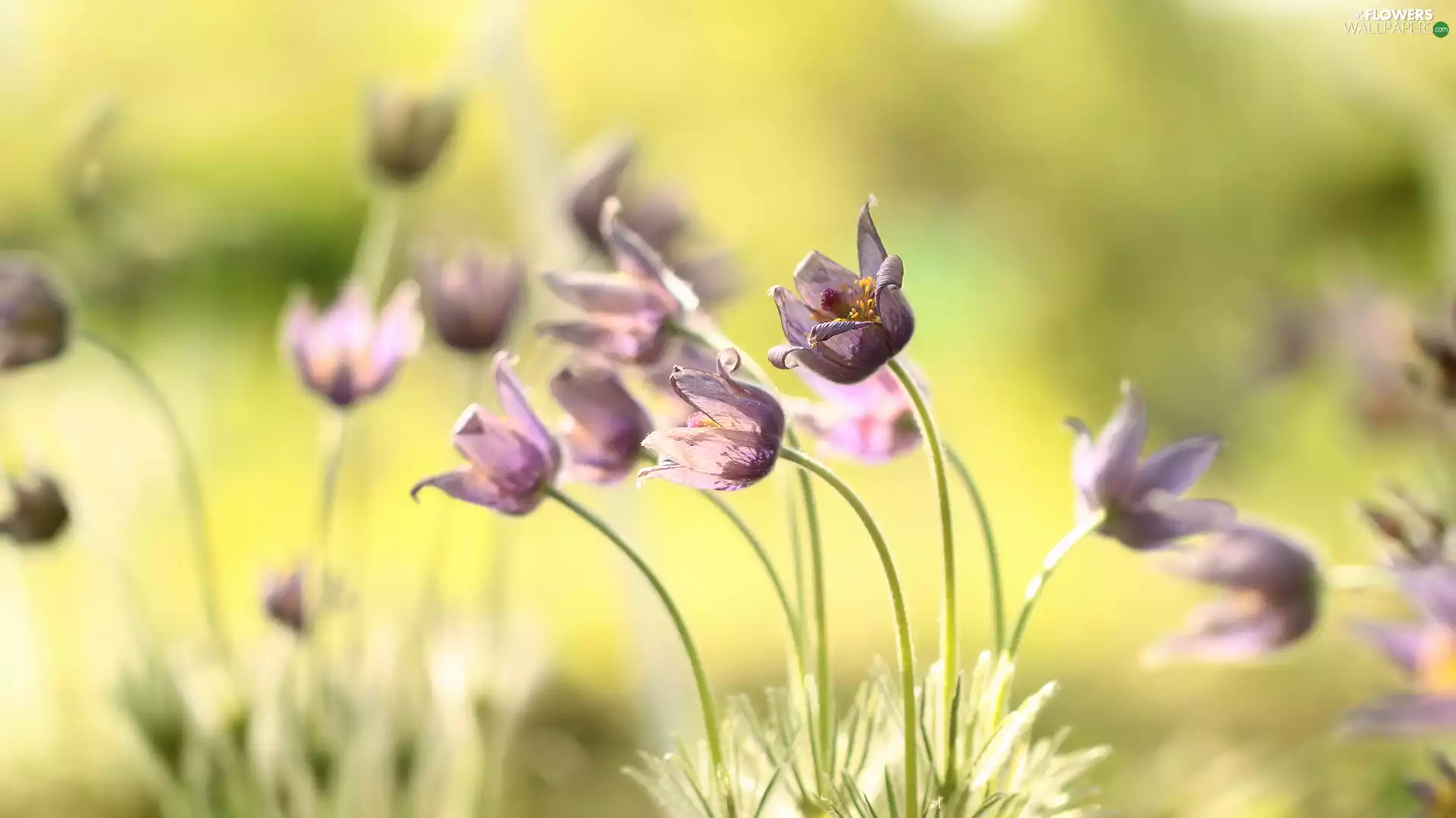 inclined, purple, Flowers, pasque