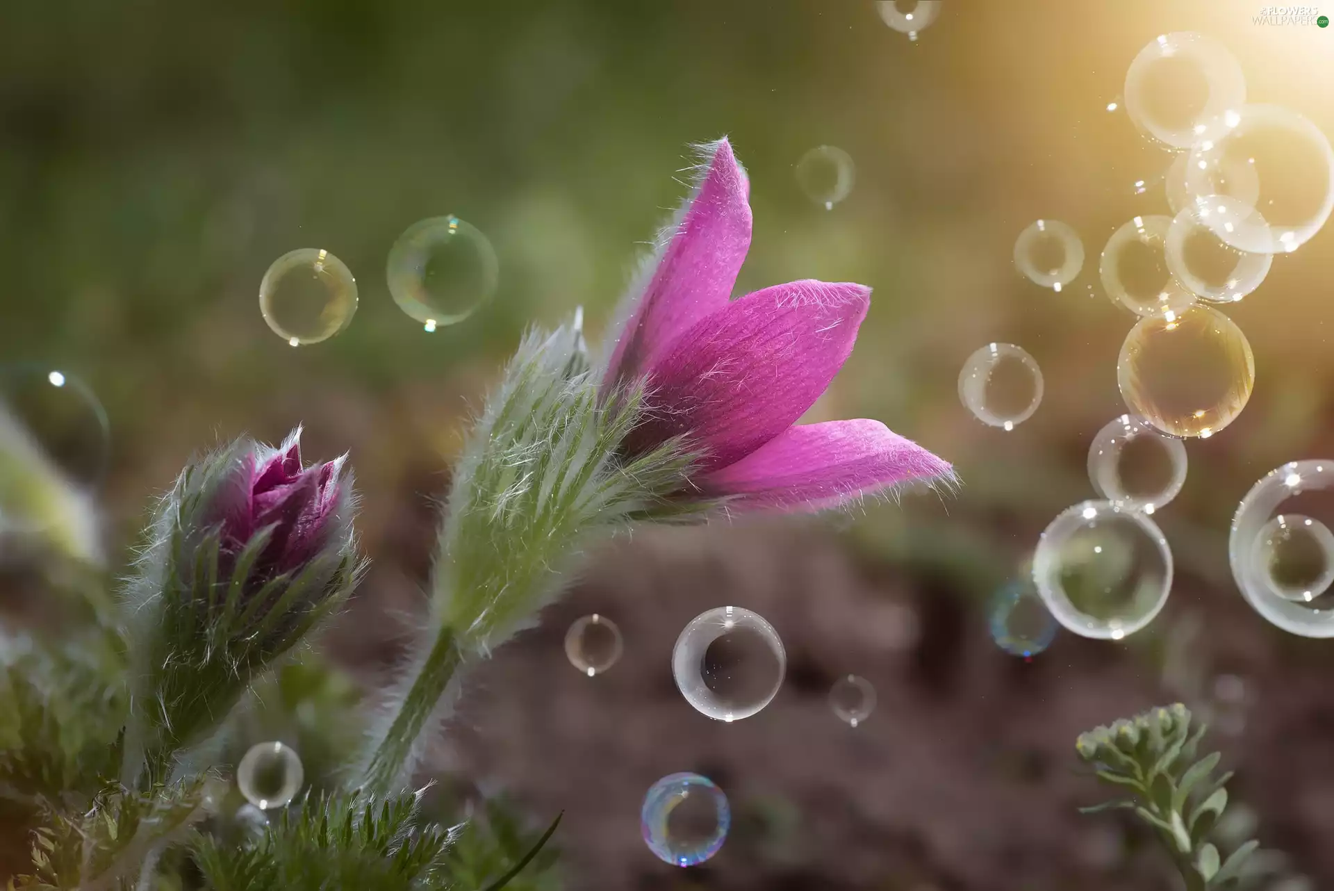 Pink, pasque, interesting eyes, Flowers